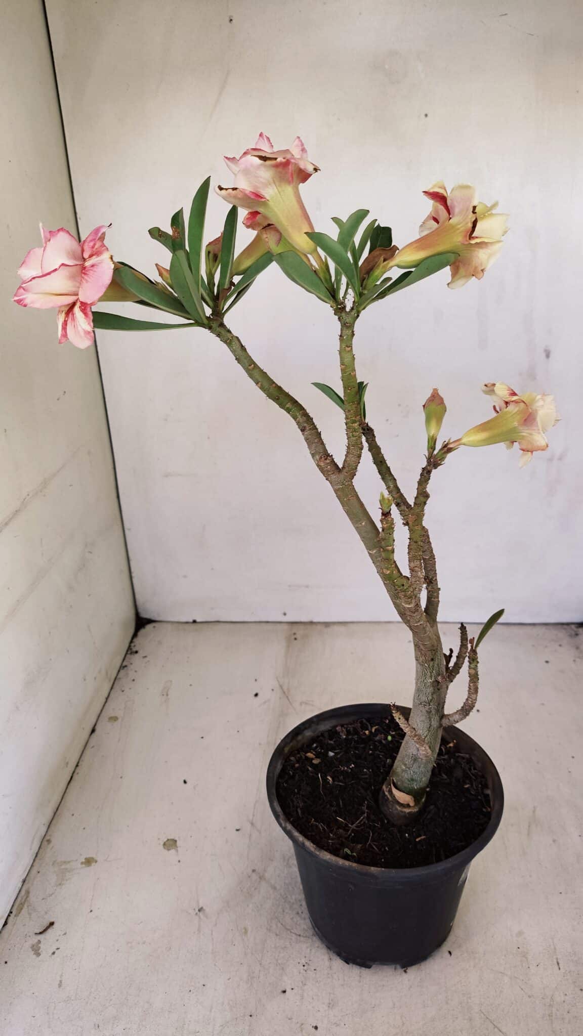 Planta Dobrada 3489 – 35cm – 03 anos - foto 6