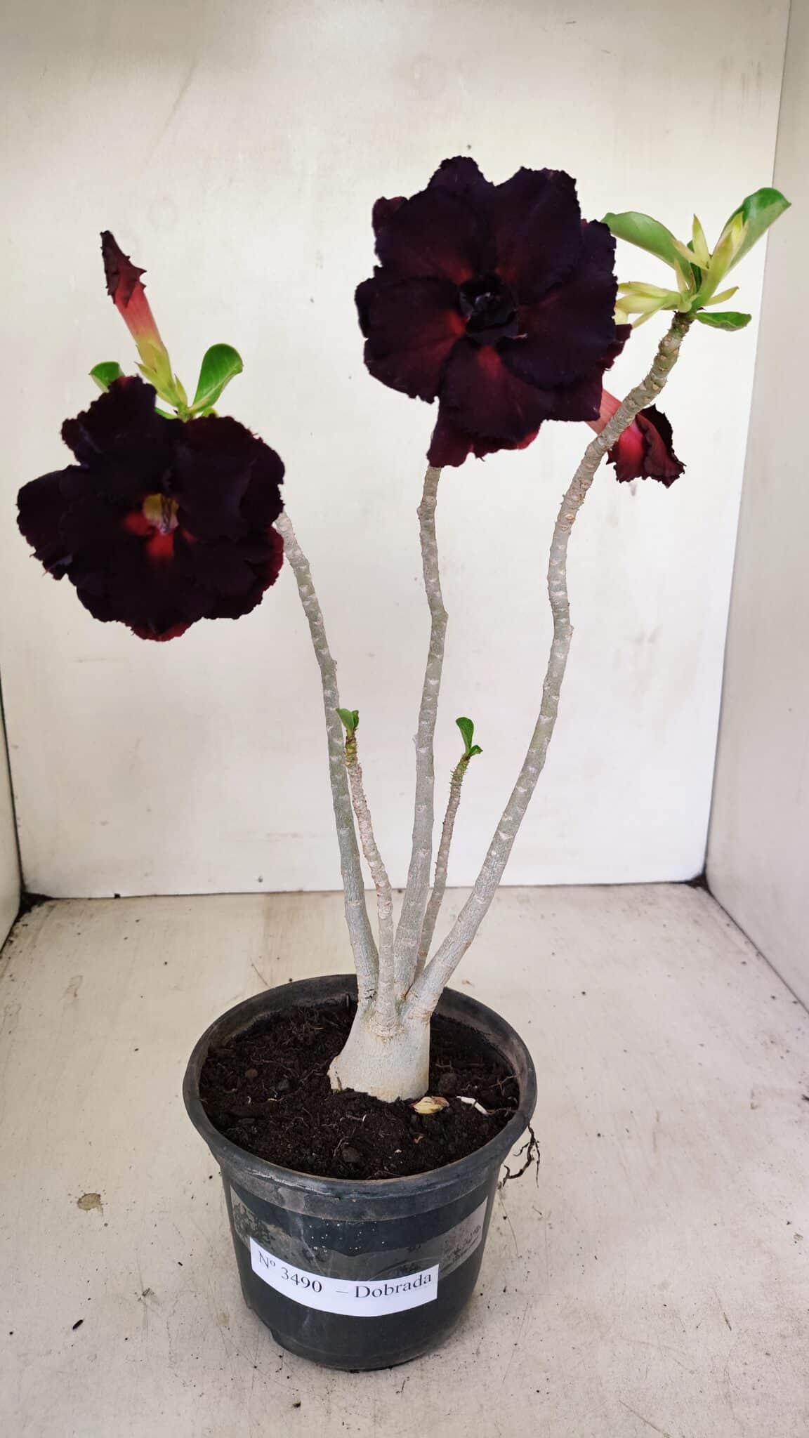 Planta Dobrada 3490 – 35cm – 03 anos - foto 2