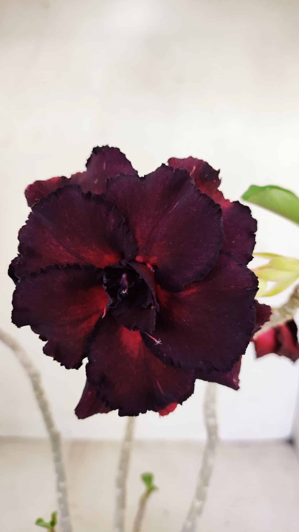 Planta Dobrada 3490 – 35cm – 03 anos - foto 3