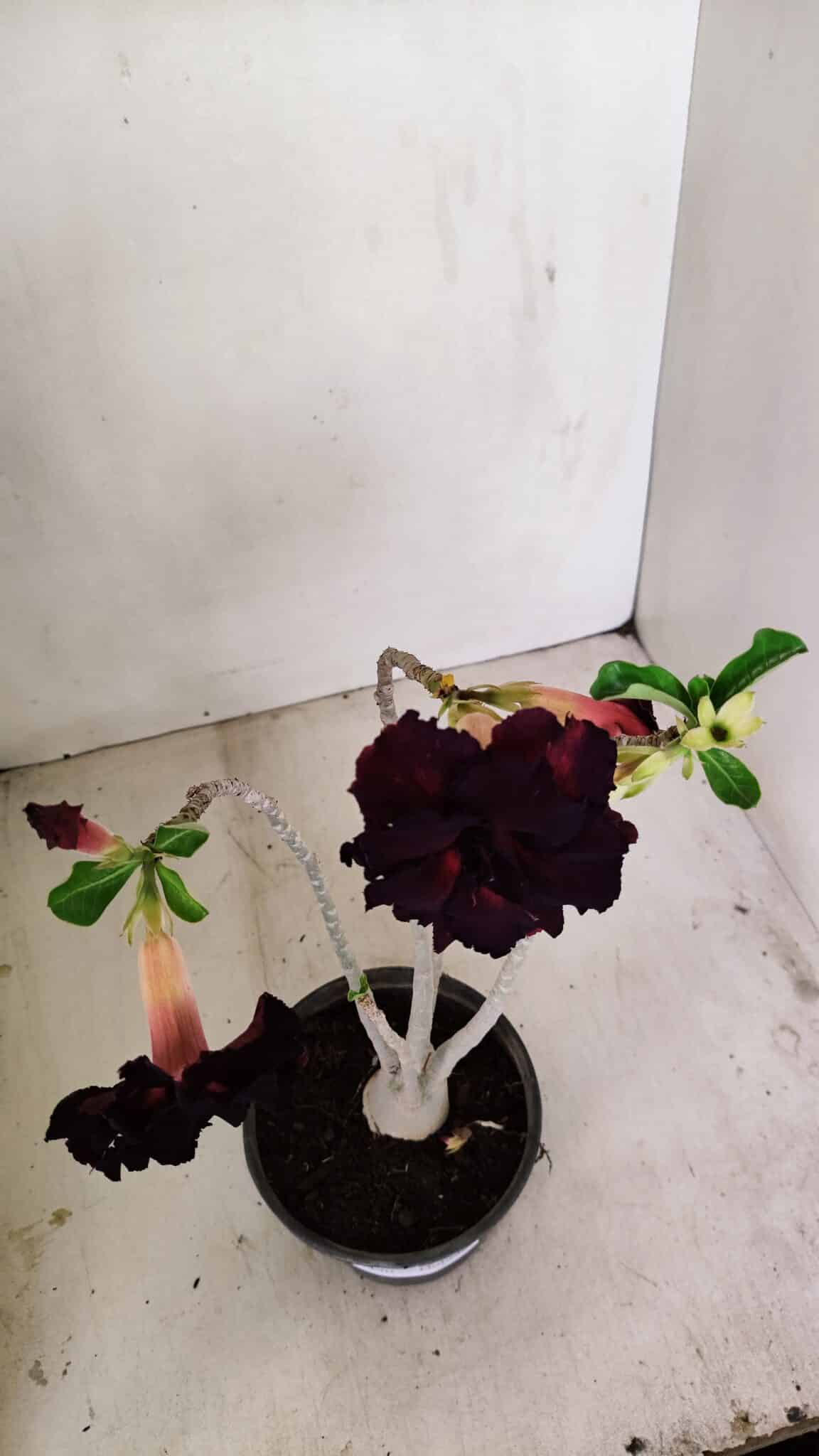 Planta Dobrada 3490 – 35cm – 03 anos - foto 4