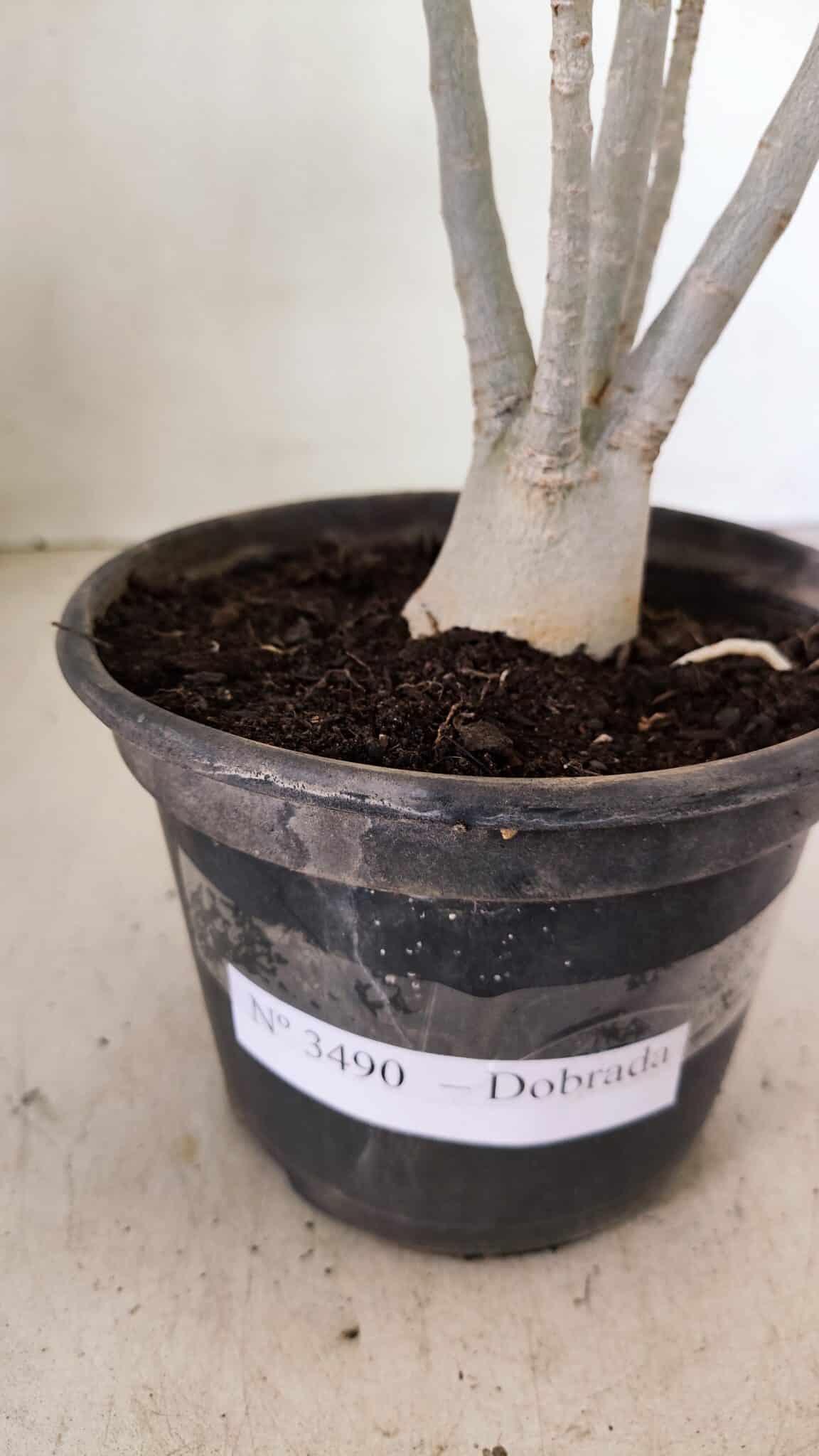 Planta Dobrada 3490 – 35cm – 03 anos - foto 6