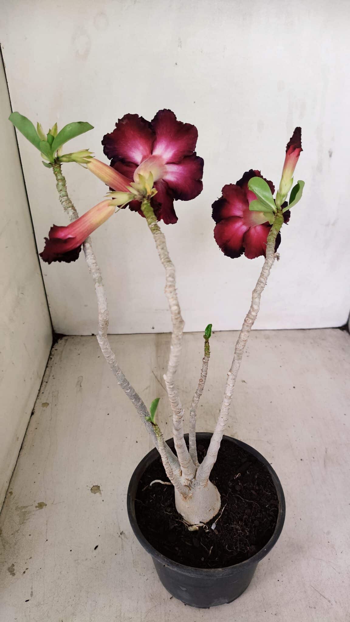 Planta Dobrada 3490 – 35cm – 03 anos - foto 5