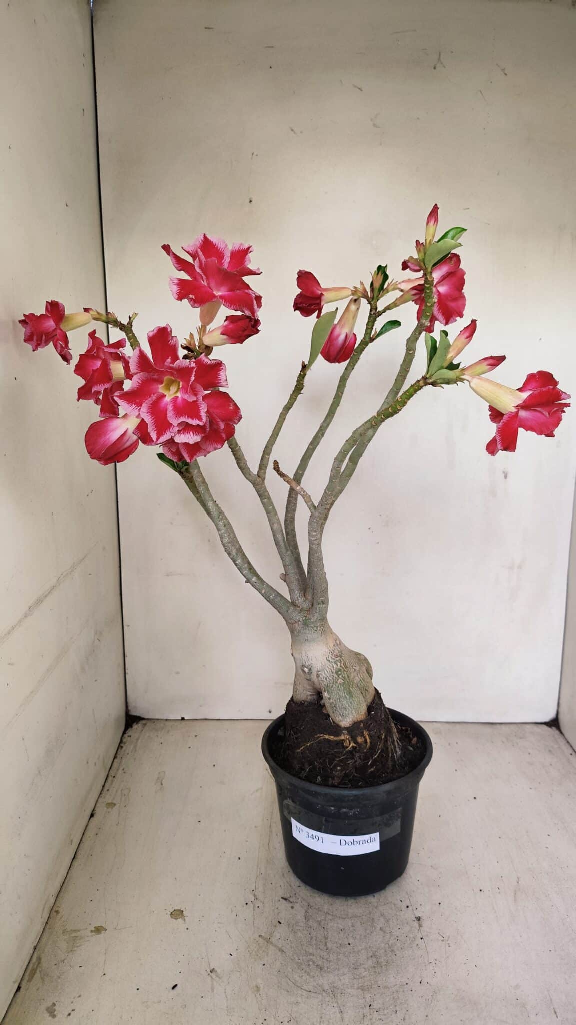 Planta Dobrada 3491 – 40cm – 03 anos - foto 2