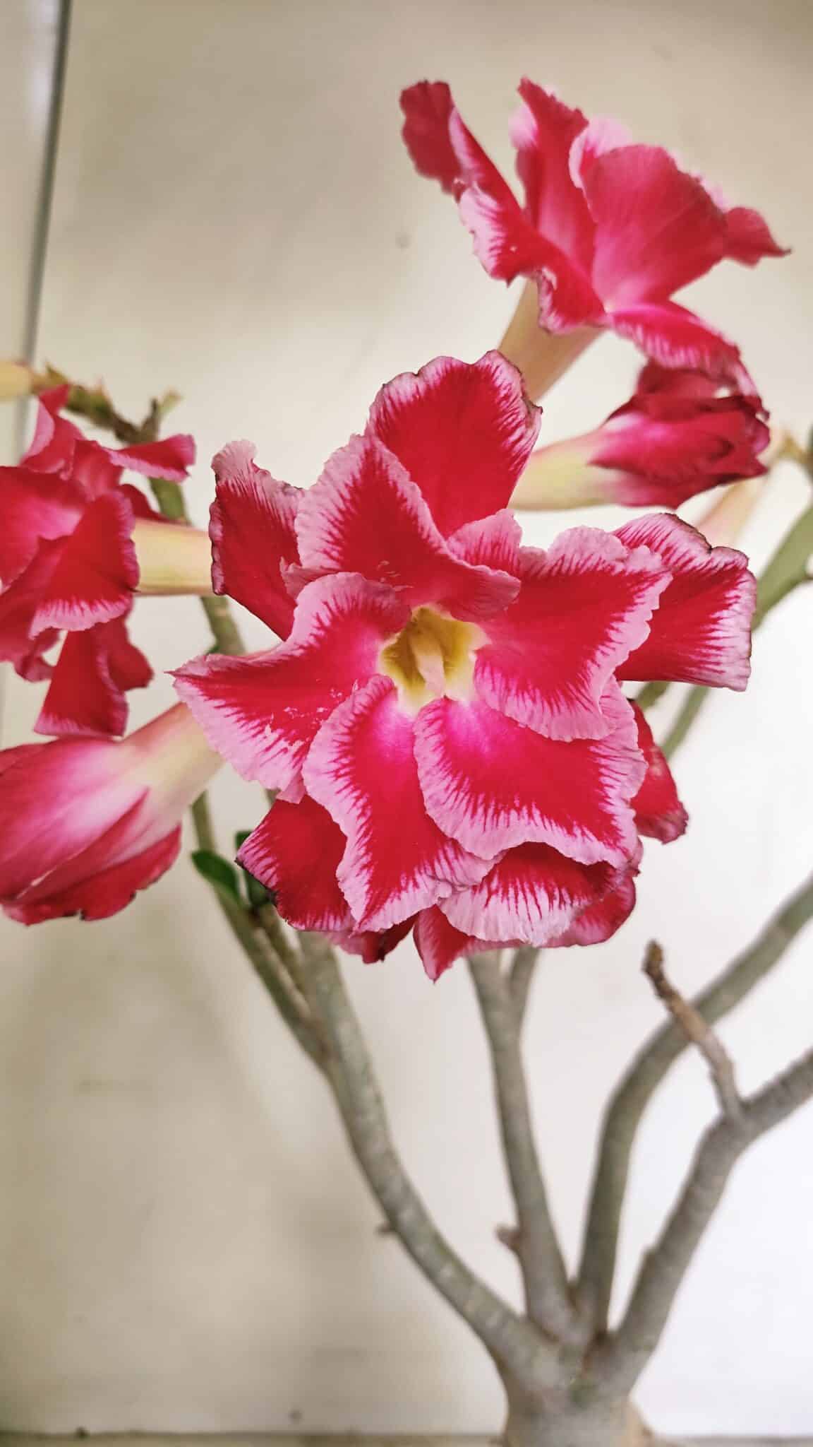 Planta Dobrada 3491 – 40cm – 03 anos - foto 3
