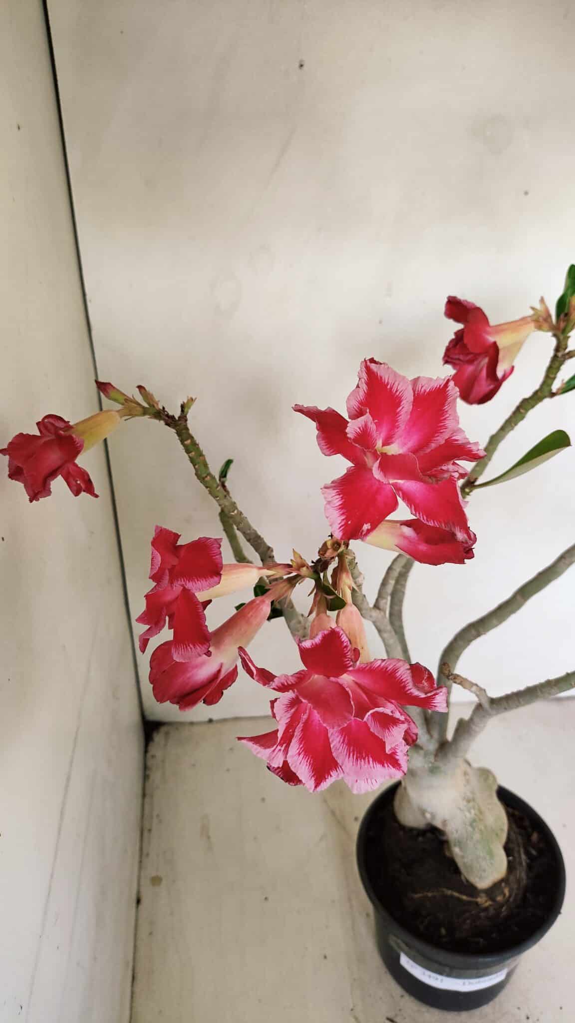 Planta Dobrada 3491 – 40cm – 03 anos - foto 4