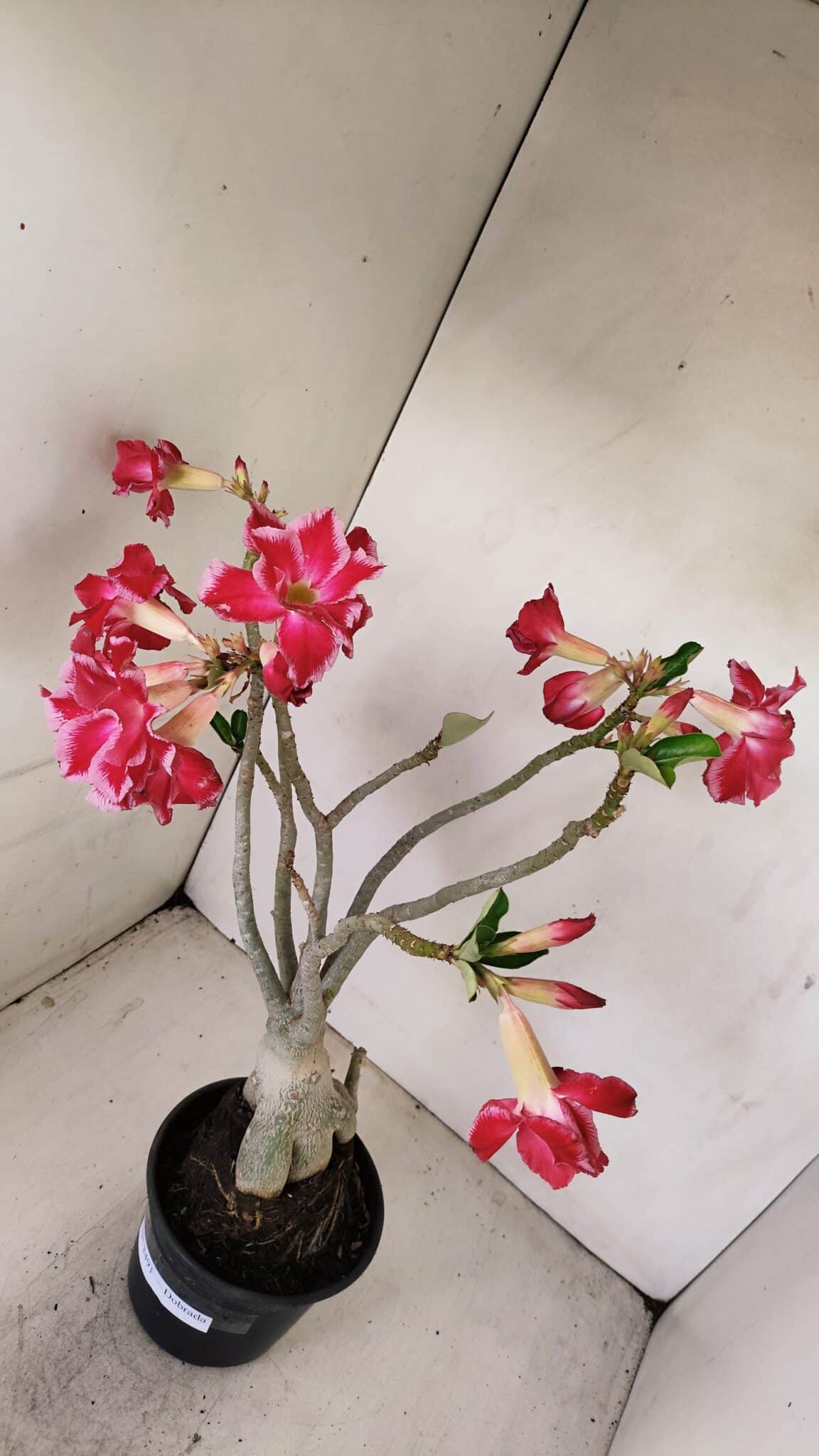 Planta Dobrada 3491 – 40cm – 03 anos - foto 8