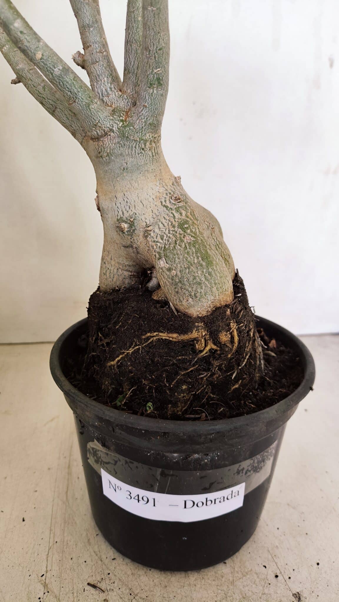 Planta Dobrada 3491 – 40cm – 03 anos - foto 7