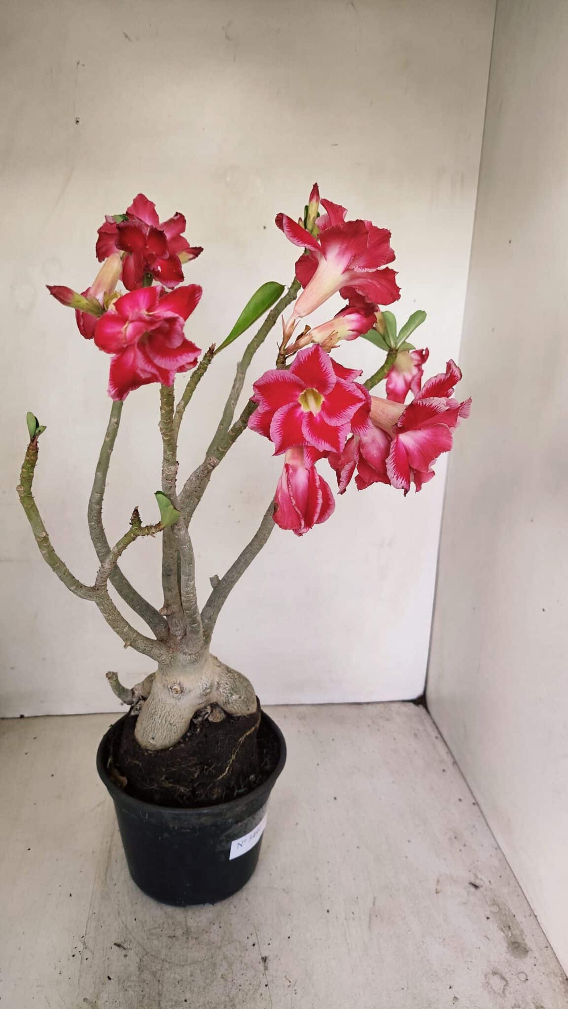 Planta Dobrada 3491 – 40cm – 03 anos - foto 6