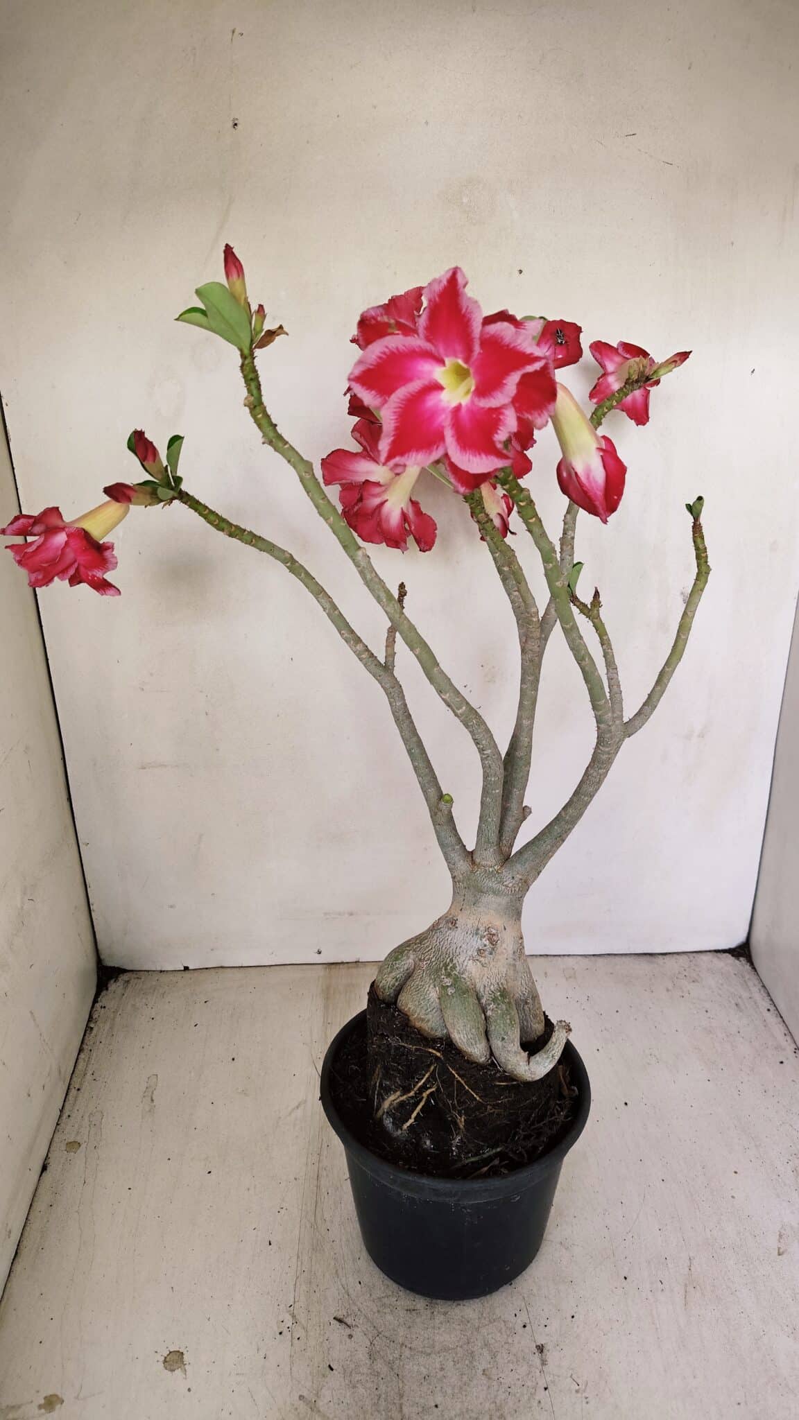 Planta Dobrada 3491 – 40cm – 03 anos - foto 5