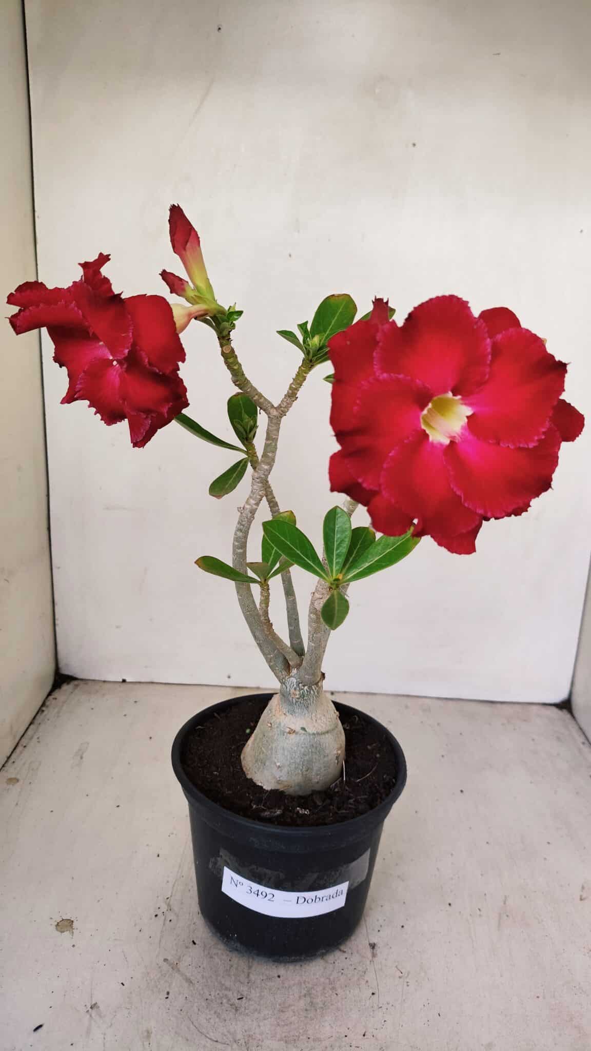 Planta Dobrada 3492 – 35cm – 03 anos - foto 2