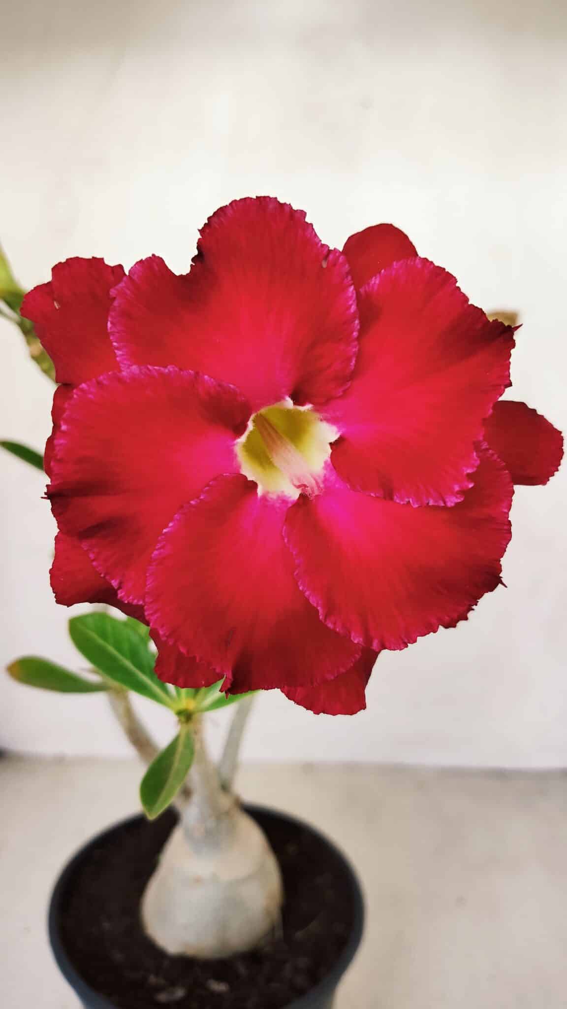 Planta Dobrada 3492 – 35cm – 03 anos - foto 3