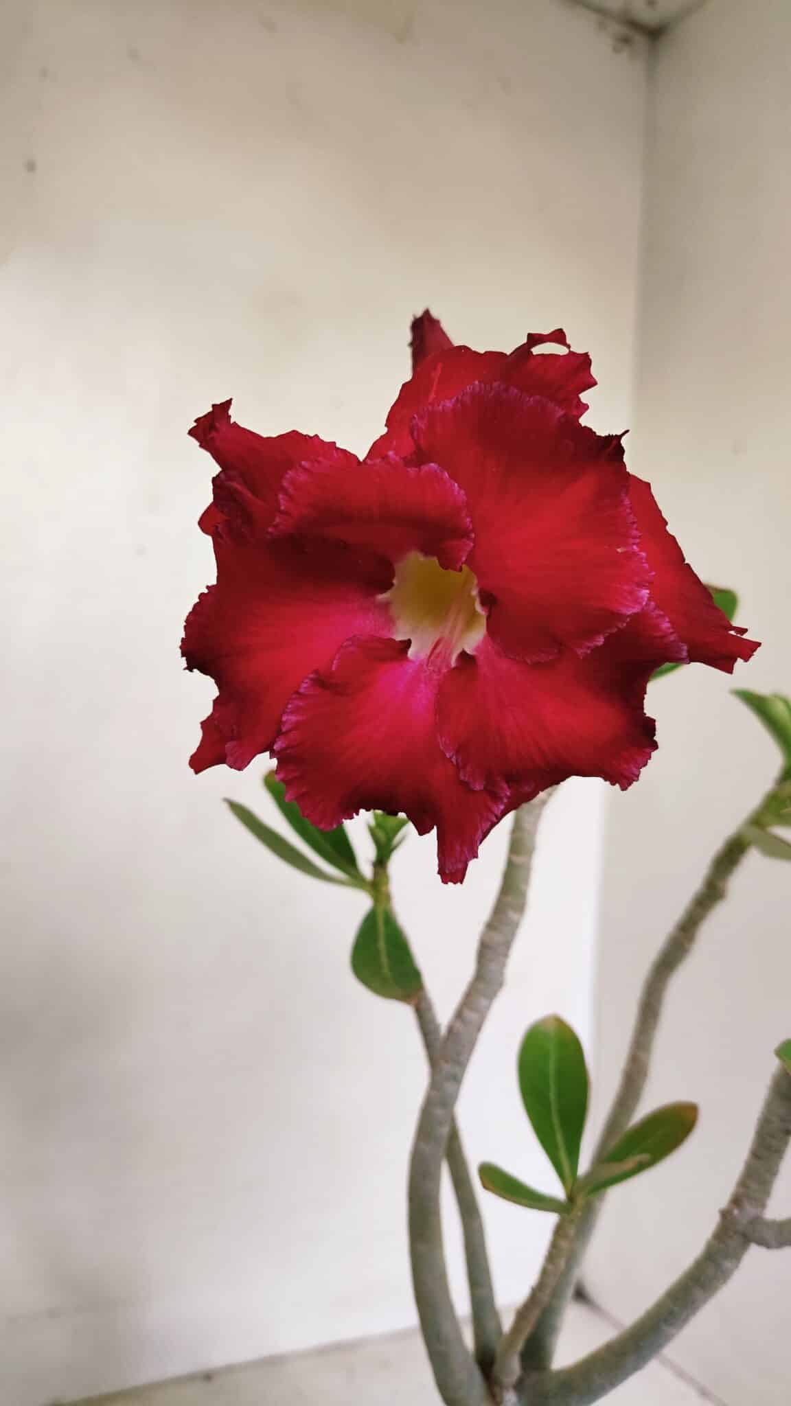 Planta Dobrada 3492 – 35cm – 03 anos - foto 4
