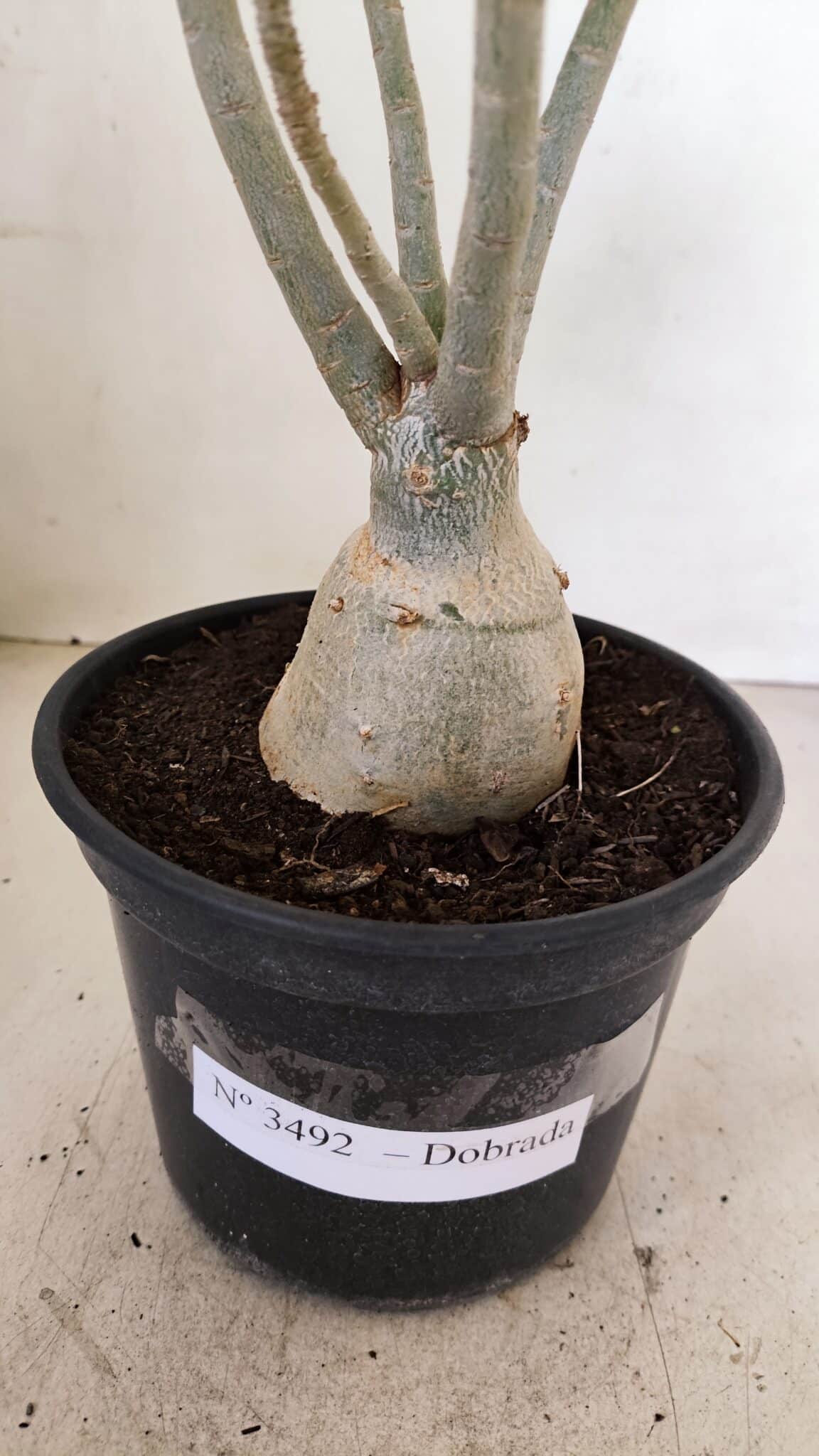 Planta Dobrada 3492 – 35cm – 03 anos - foto 7