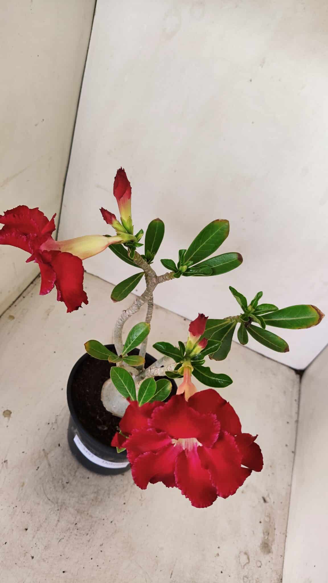 Planta Dobrada 3492 – 35cm – 03 anos - foto 5