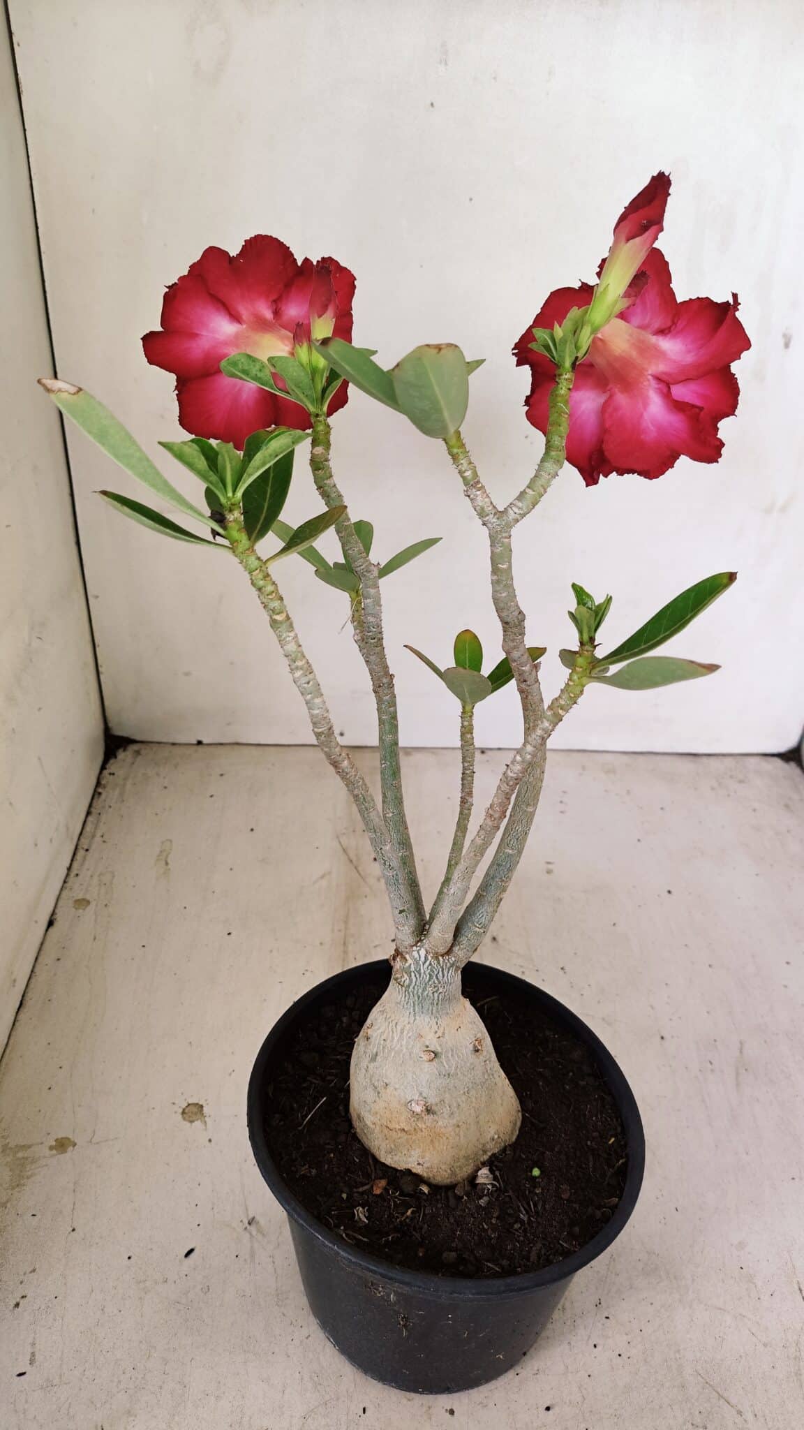 Planta Dobrada 3492 – 35cm – 03 anos - foto 6