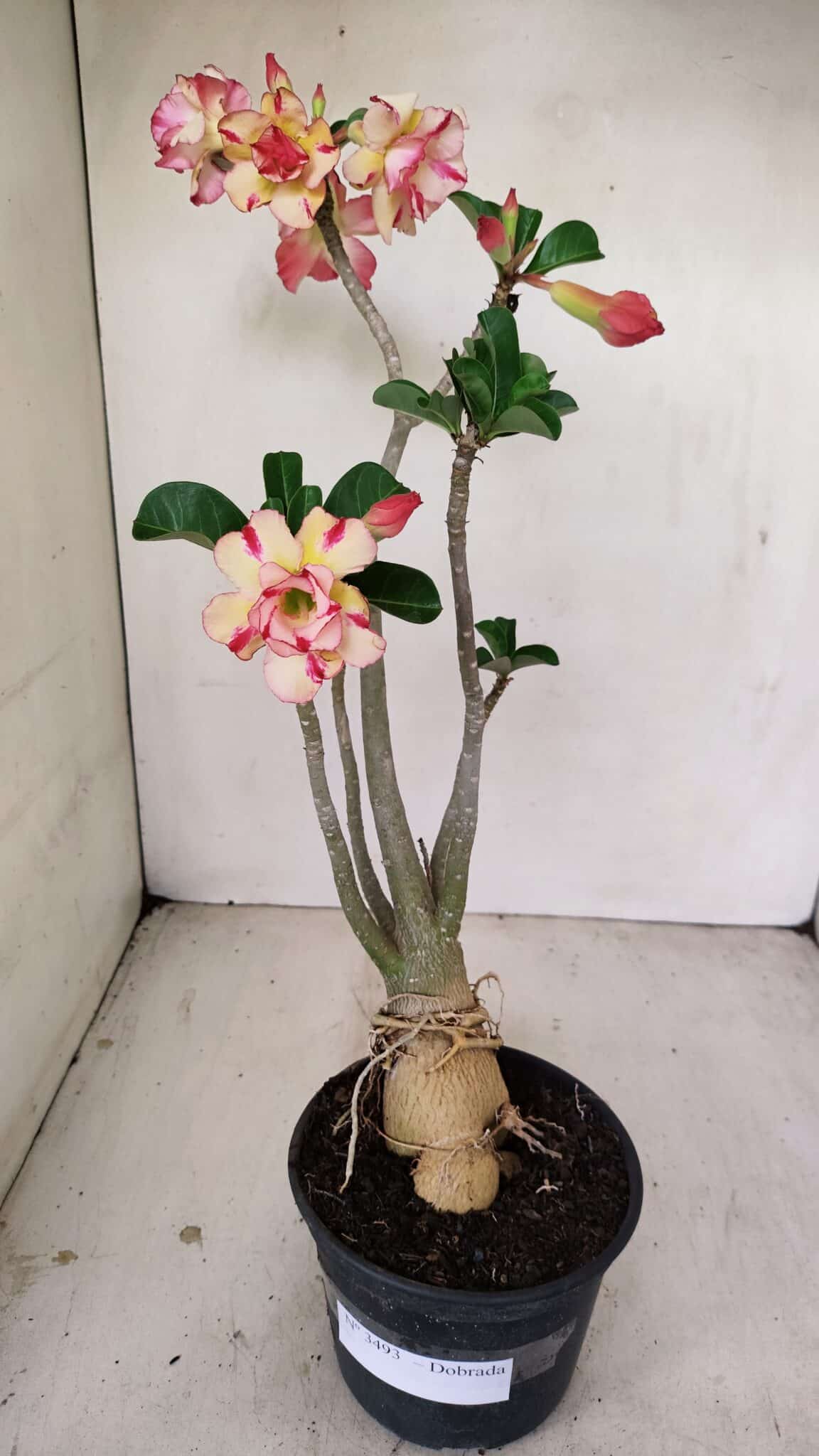 Planta Dobrada 3493 – 40cm – 03 anos - foto 2