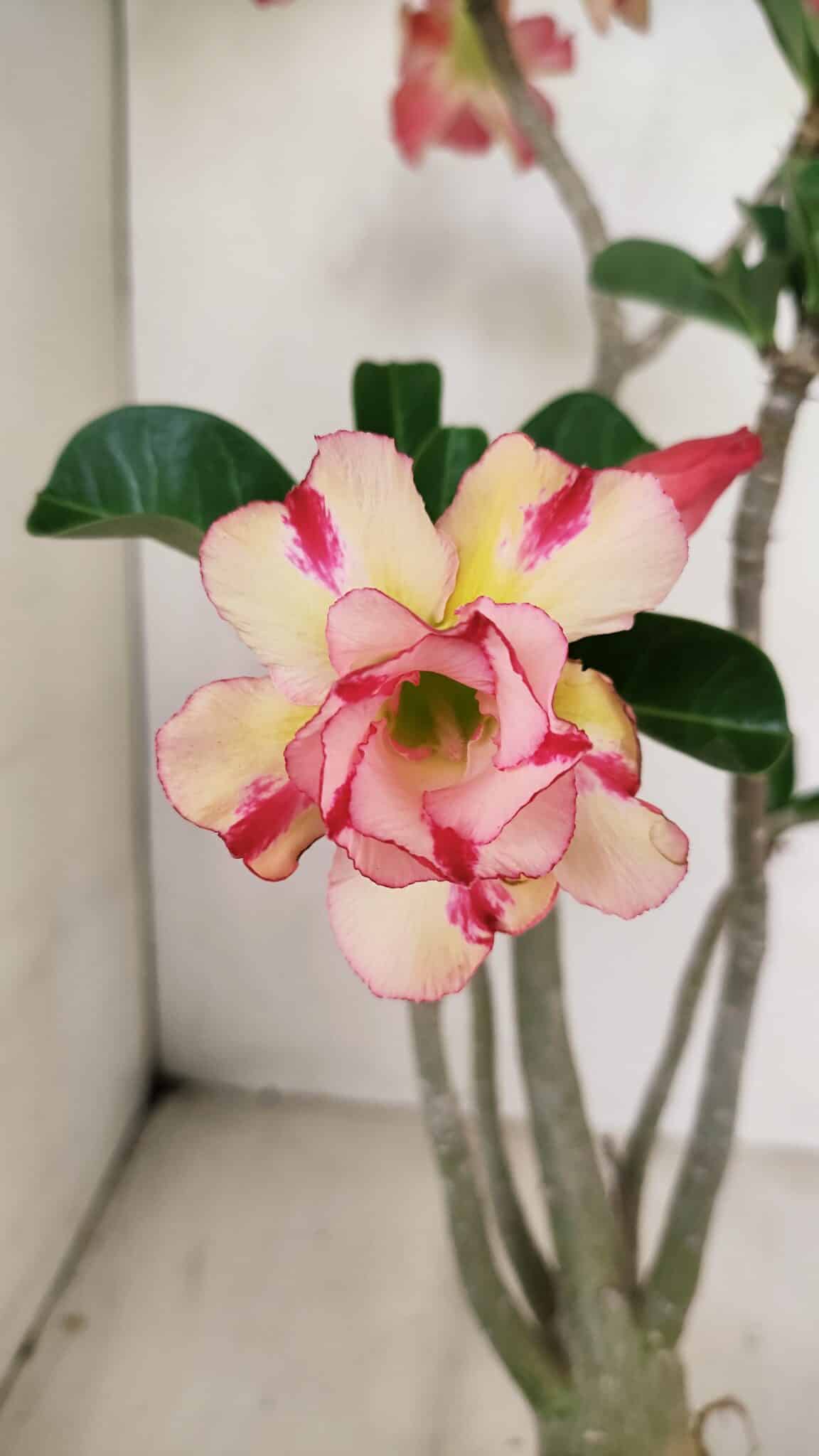 Planta Dobrada 3493 – 40cm – 03 anos - foto 4