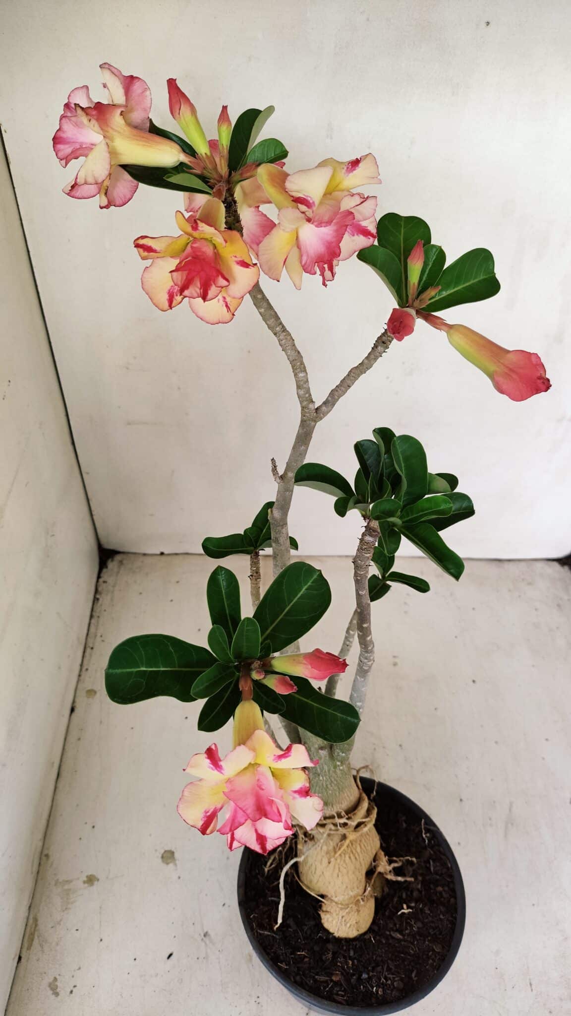 Planta Dobrada 3493 – 40cm – 03 anos - foto 5
