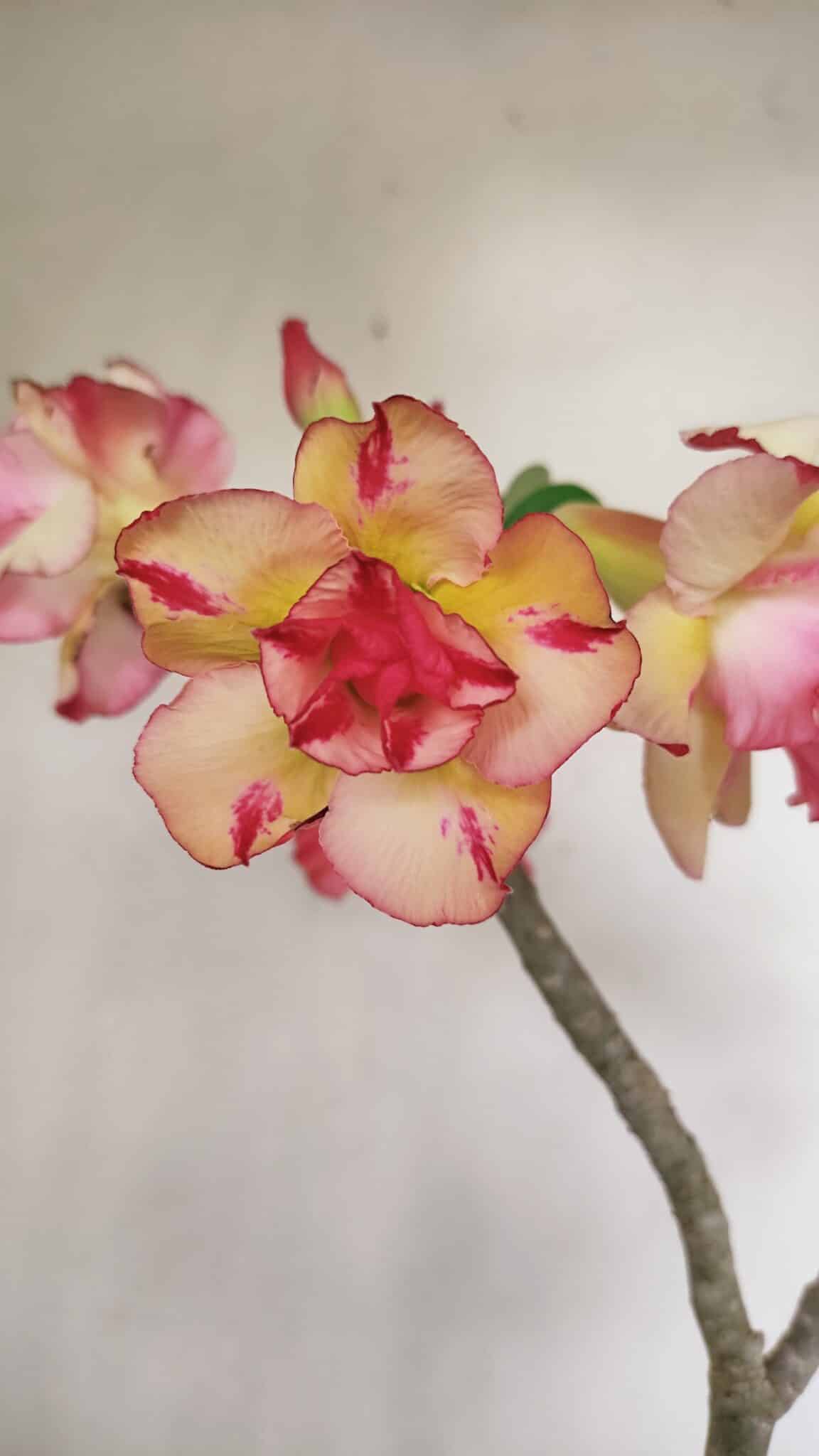 Planta Dobrada 3493 – 40cm – 03 anos - foto 3