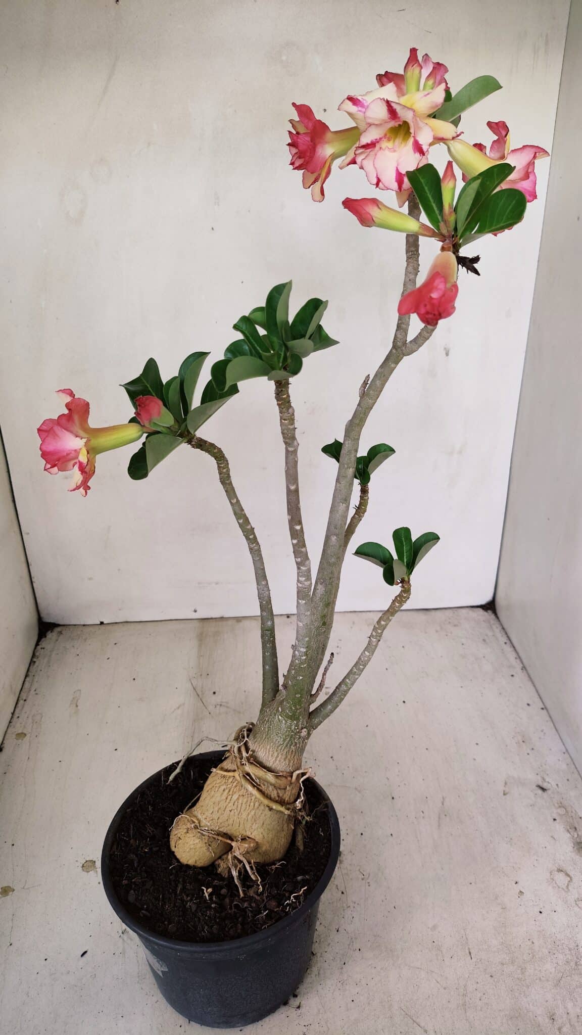 Planta Dobrada 3493 – 40cm – 03 anos - foto 8