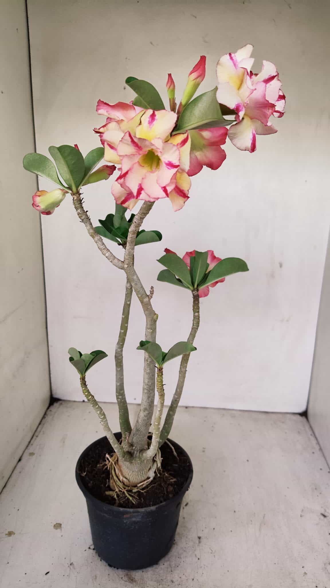 Planta Dobrada 3493 – 40cm – 03 anos - foto 7