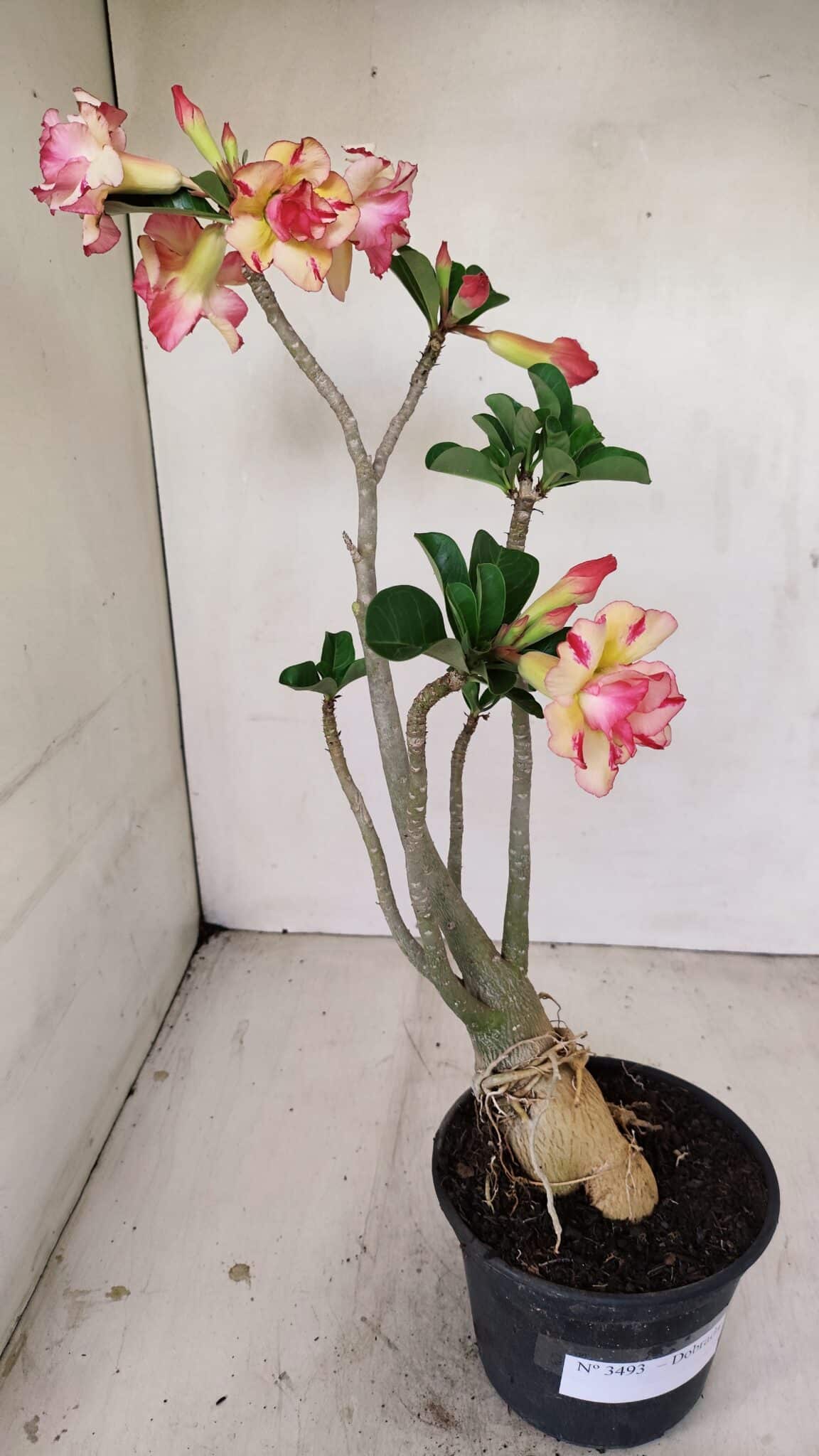 Planta Dobrada 3493 – 40cm – 03 anos - foto 6