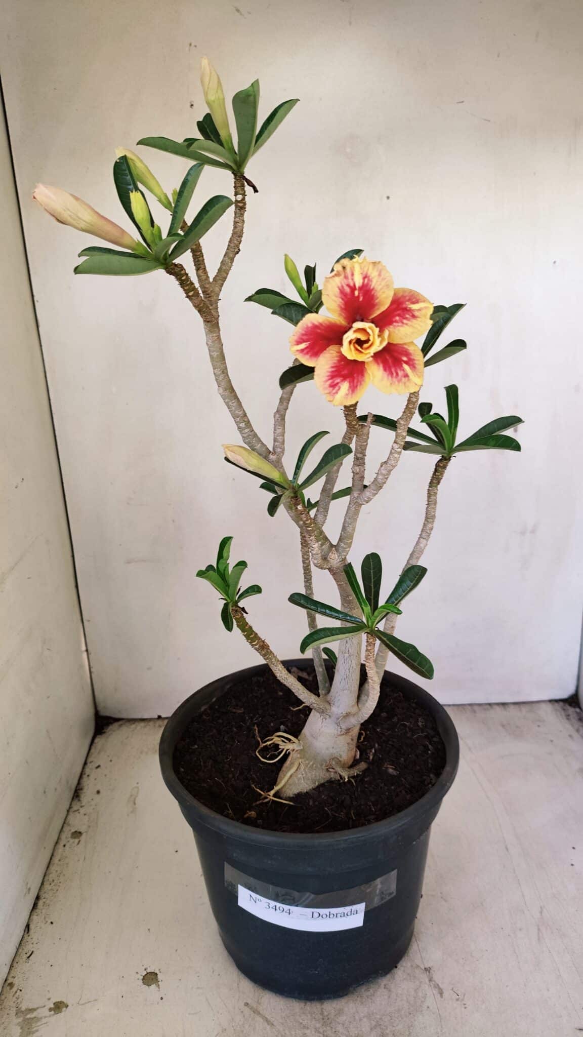 Planta Dobrada 3494 – 40cm – 03 anos - foto 2