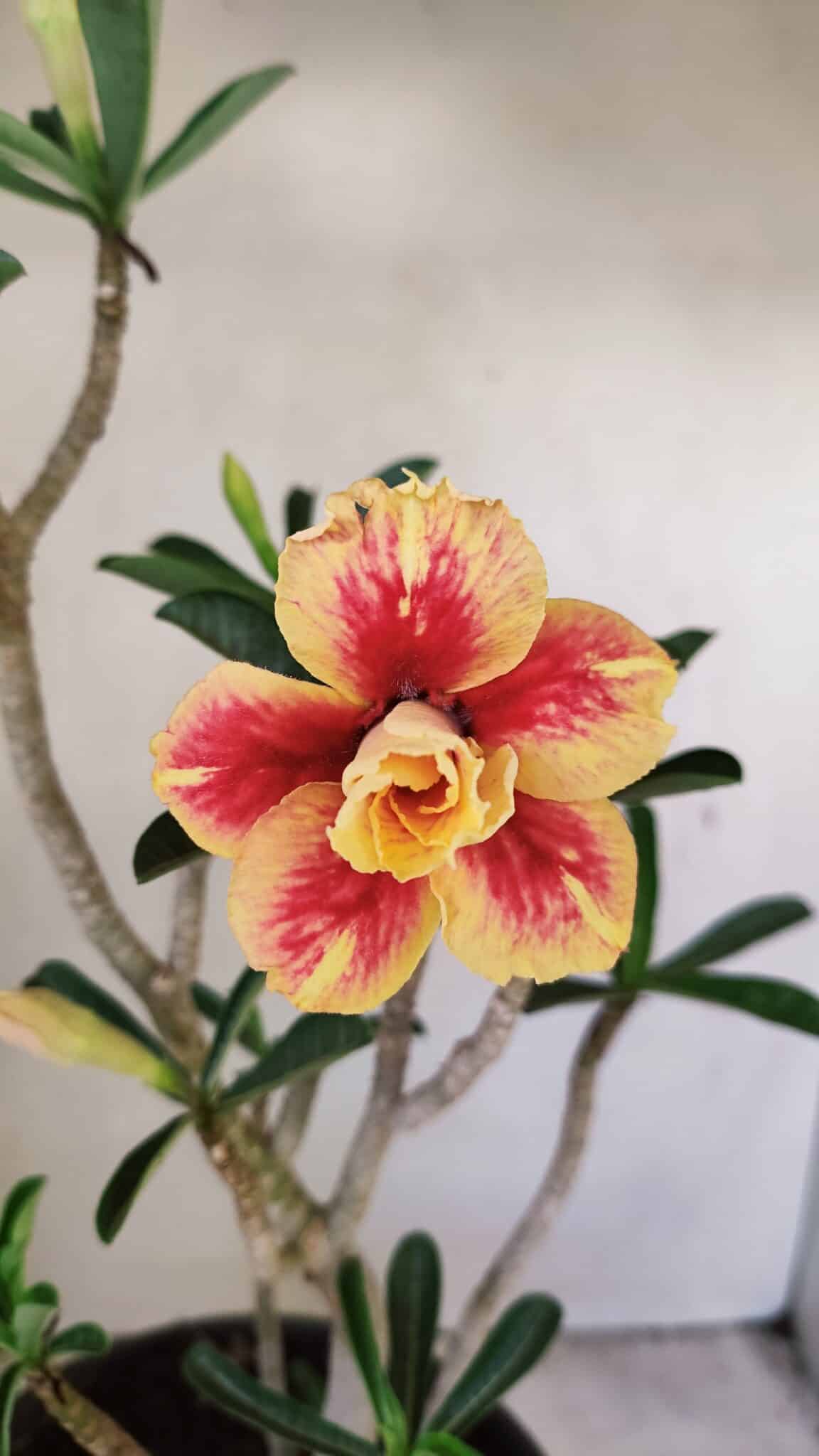 Planta Dobrada 3494 – 40cm – 03 anos - foto 3