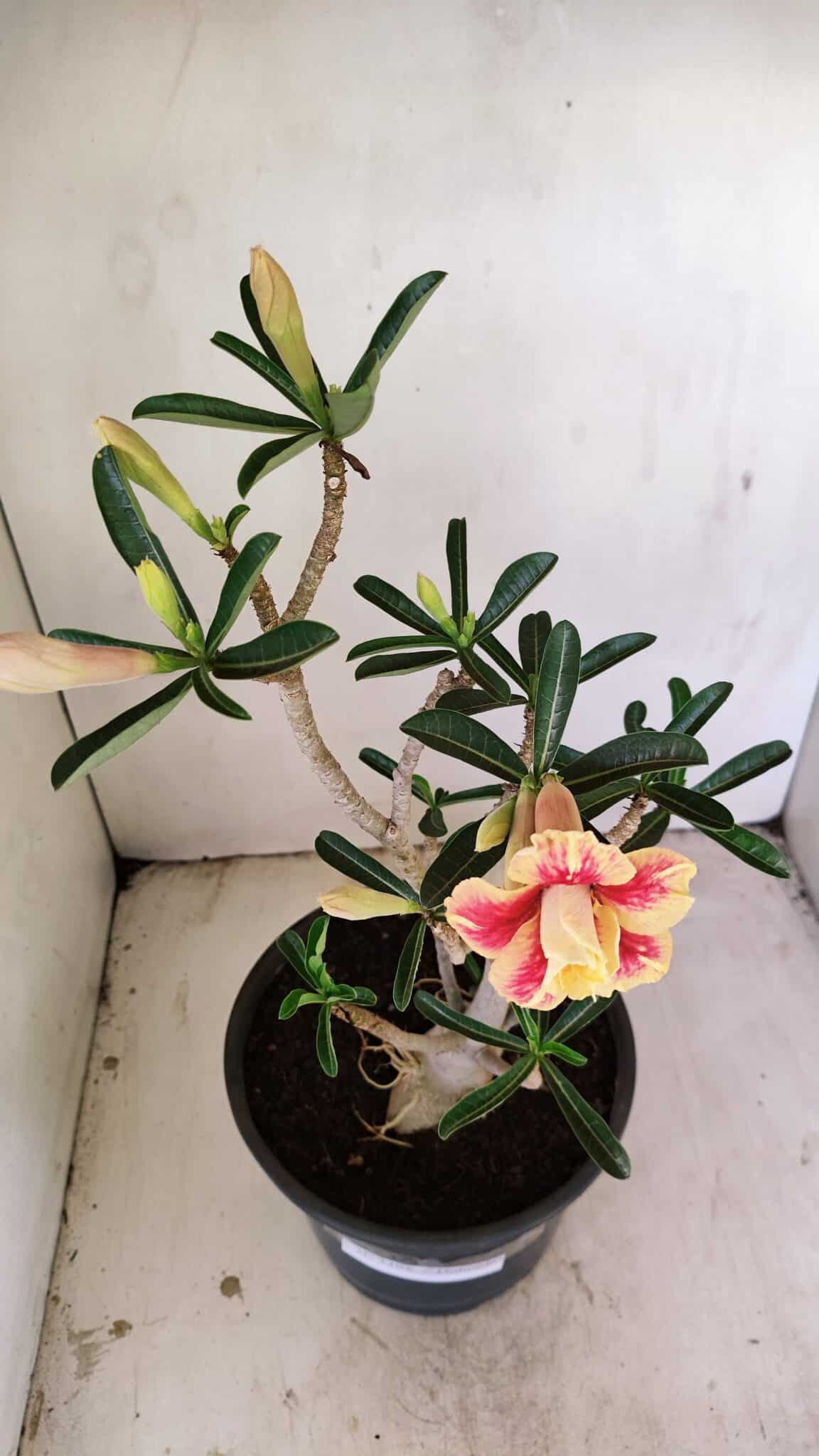 Planta Dobrada 3494 – 40cm – 03 anos - foto 4