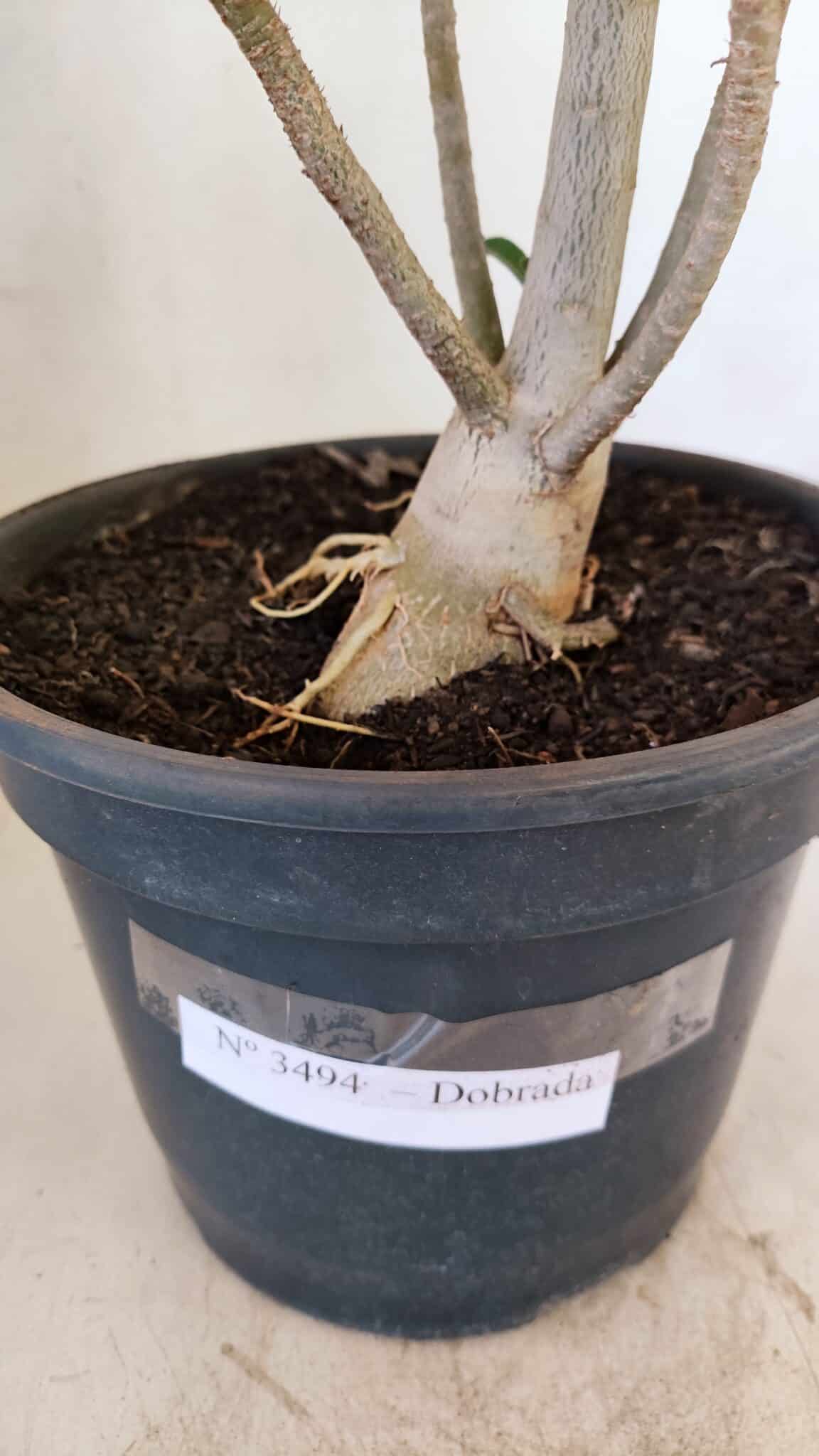 Planta Dobrada 3494 – 40cm – 03 anos - foto 7