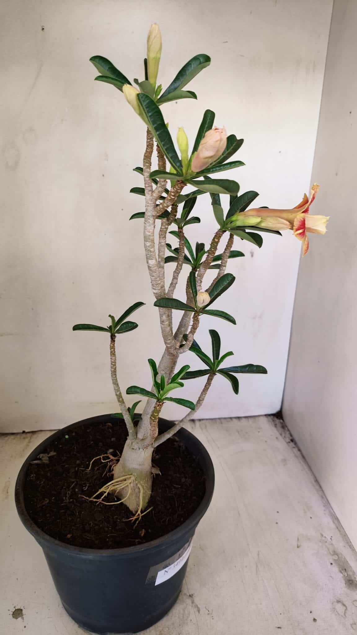 Planta Dobrada 3494 – 40cm – 03 anos - foto 6
