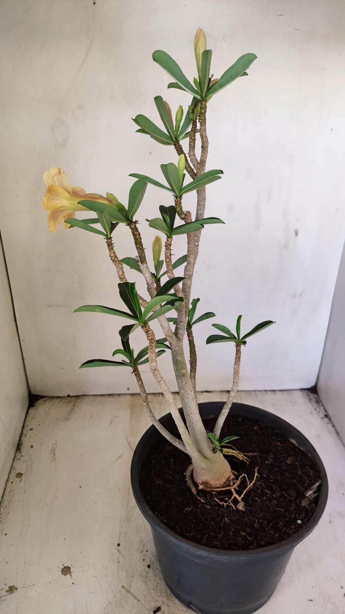 Planta Dobrada 3494 – 40cm – 03 anos - foto 5