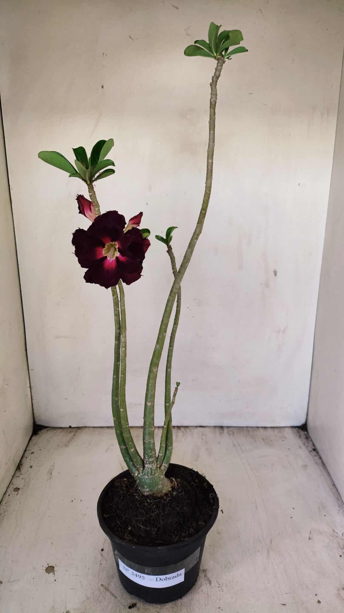 Planta Dobrada 3495 – 35cm – 03 anos - foto 2