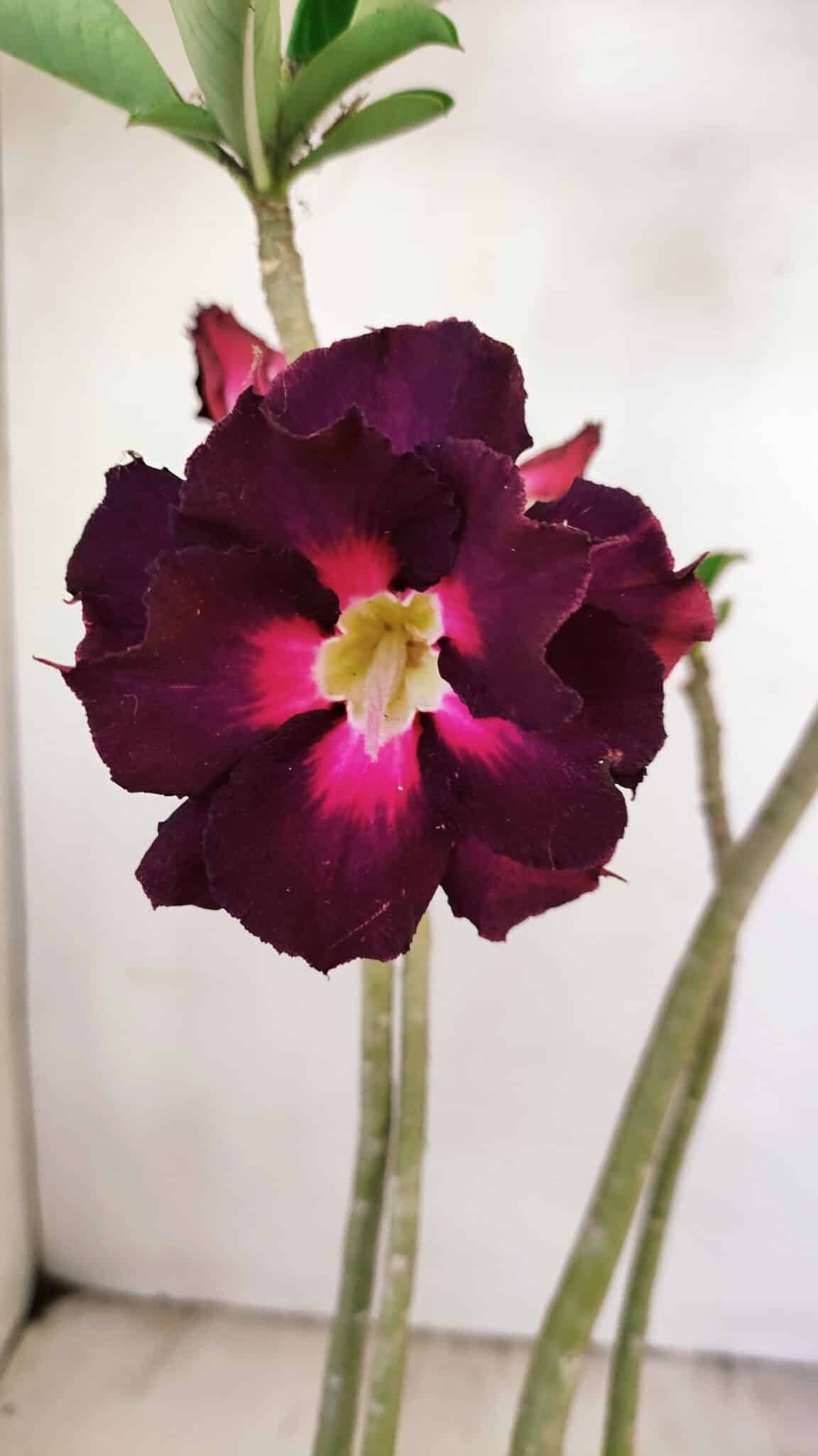 Planta Dobrada 3495 – 35cm – 03 anos - foto 3
