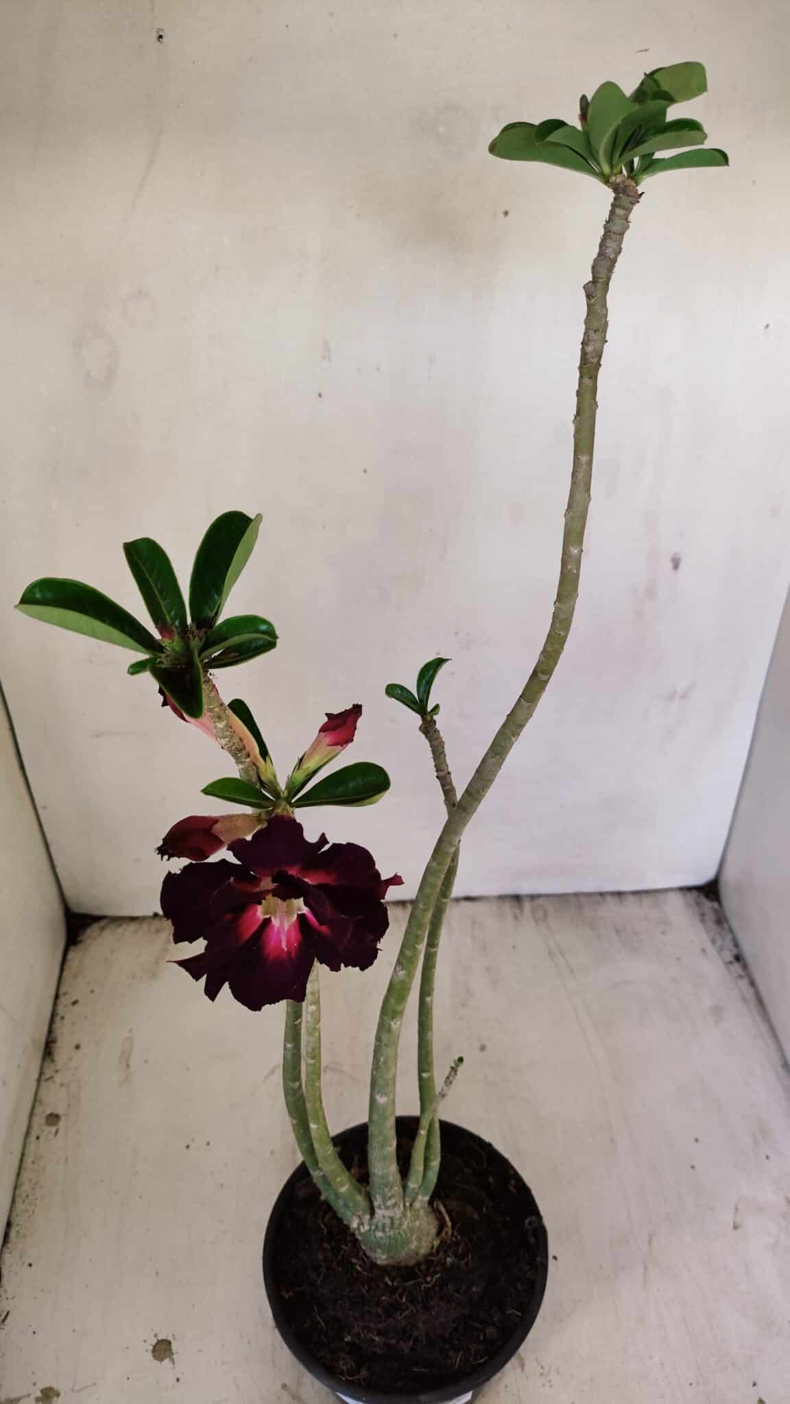Planta Dobrada 3495 – 35cm – 03 anos - foto 4