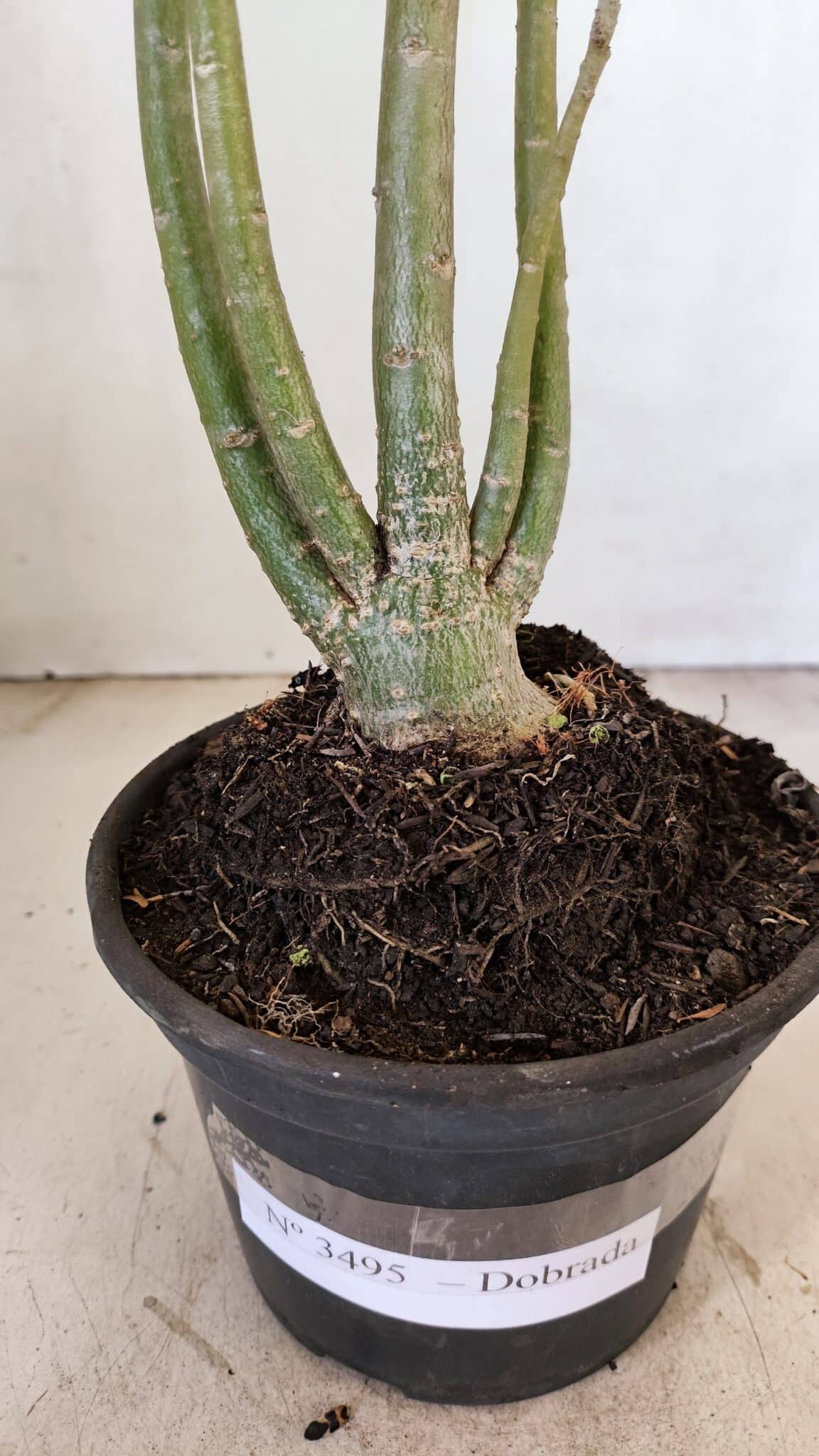 Planta Dobrada 3495 – 35cm – 03 anos - foto 6