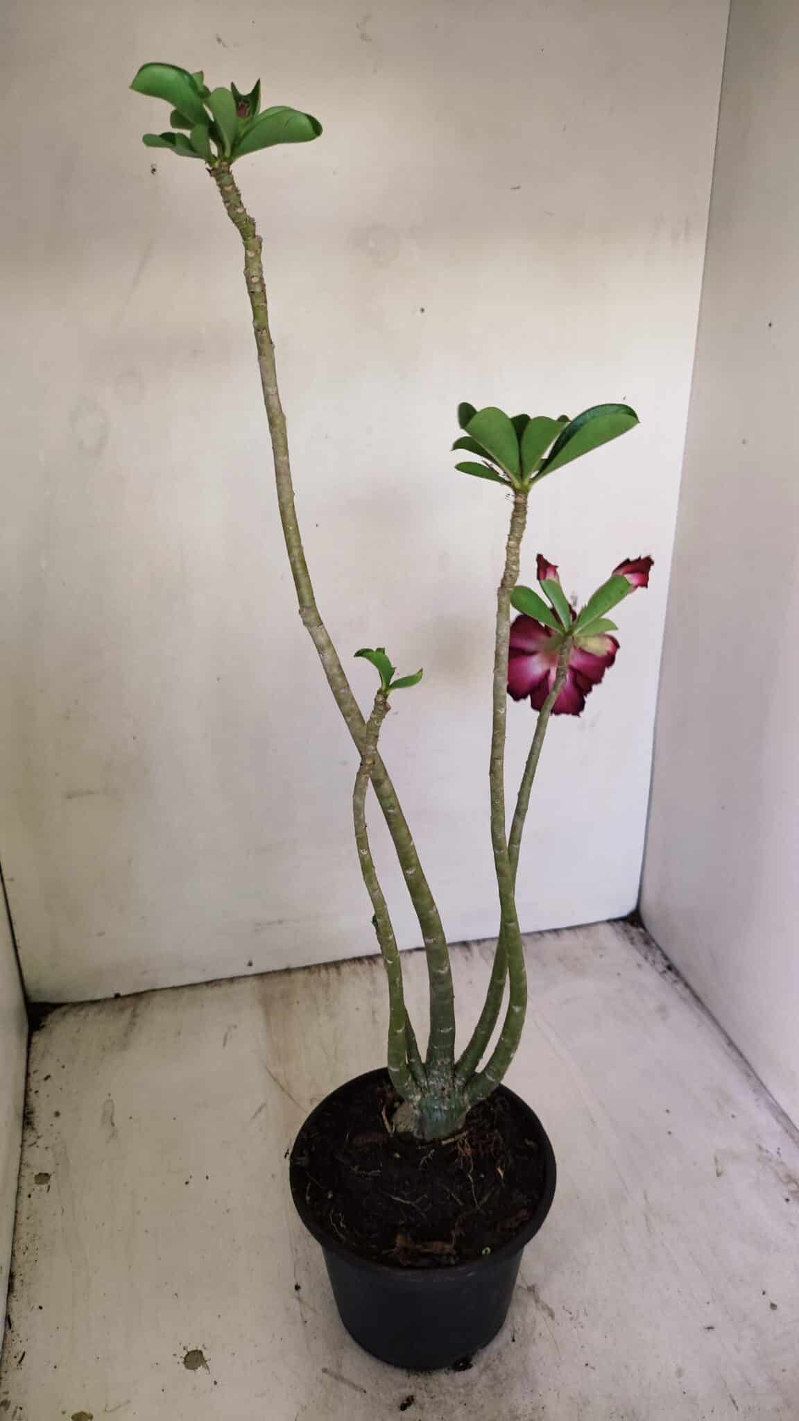 Planta Dobrada 3495 – 35cm – 03 anos - foto 5