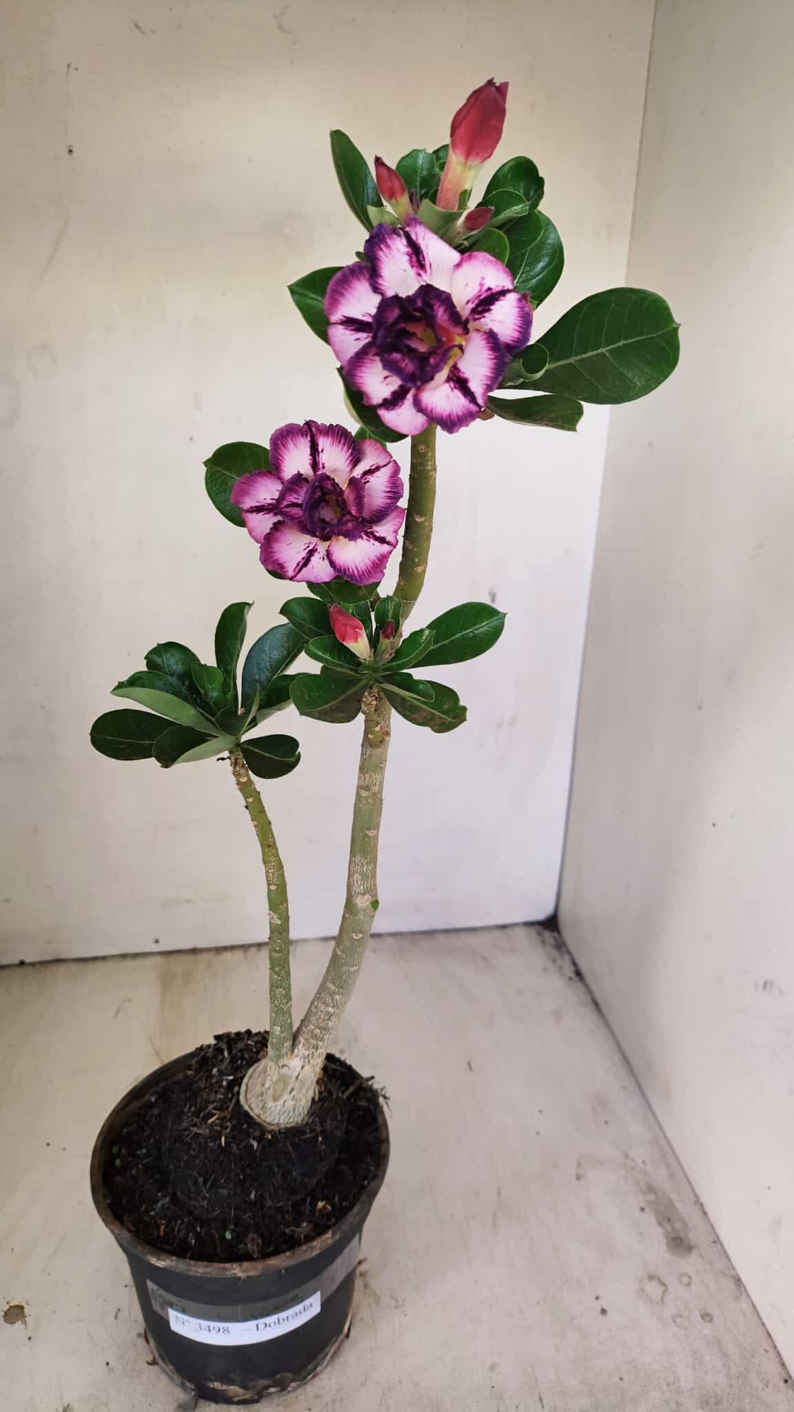 Planta Dobrada 3498 – 35cm – 03 anos - foto 2