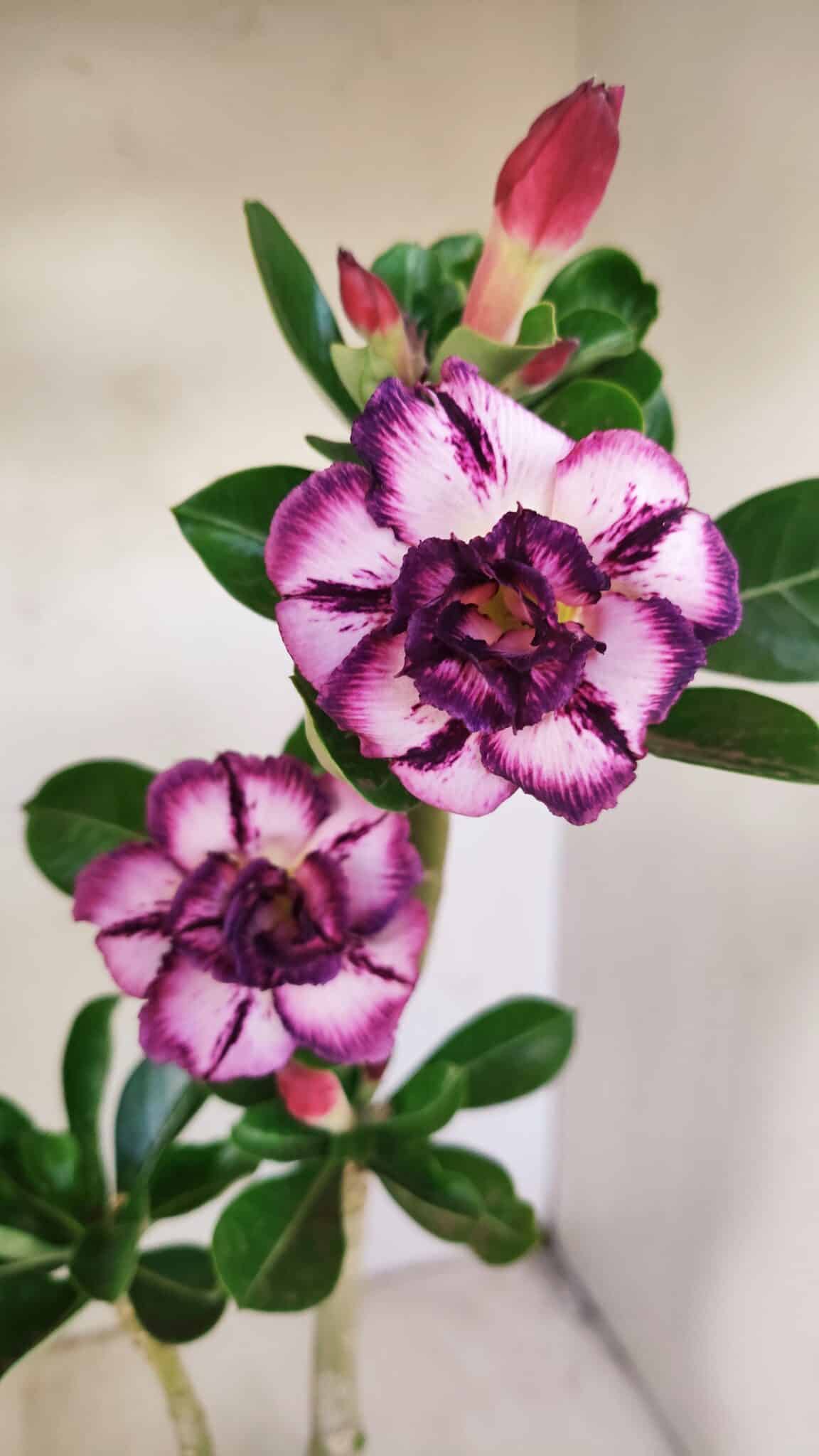 Planta Dobrada 3498 – 35cm – 03 anos - foto 3