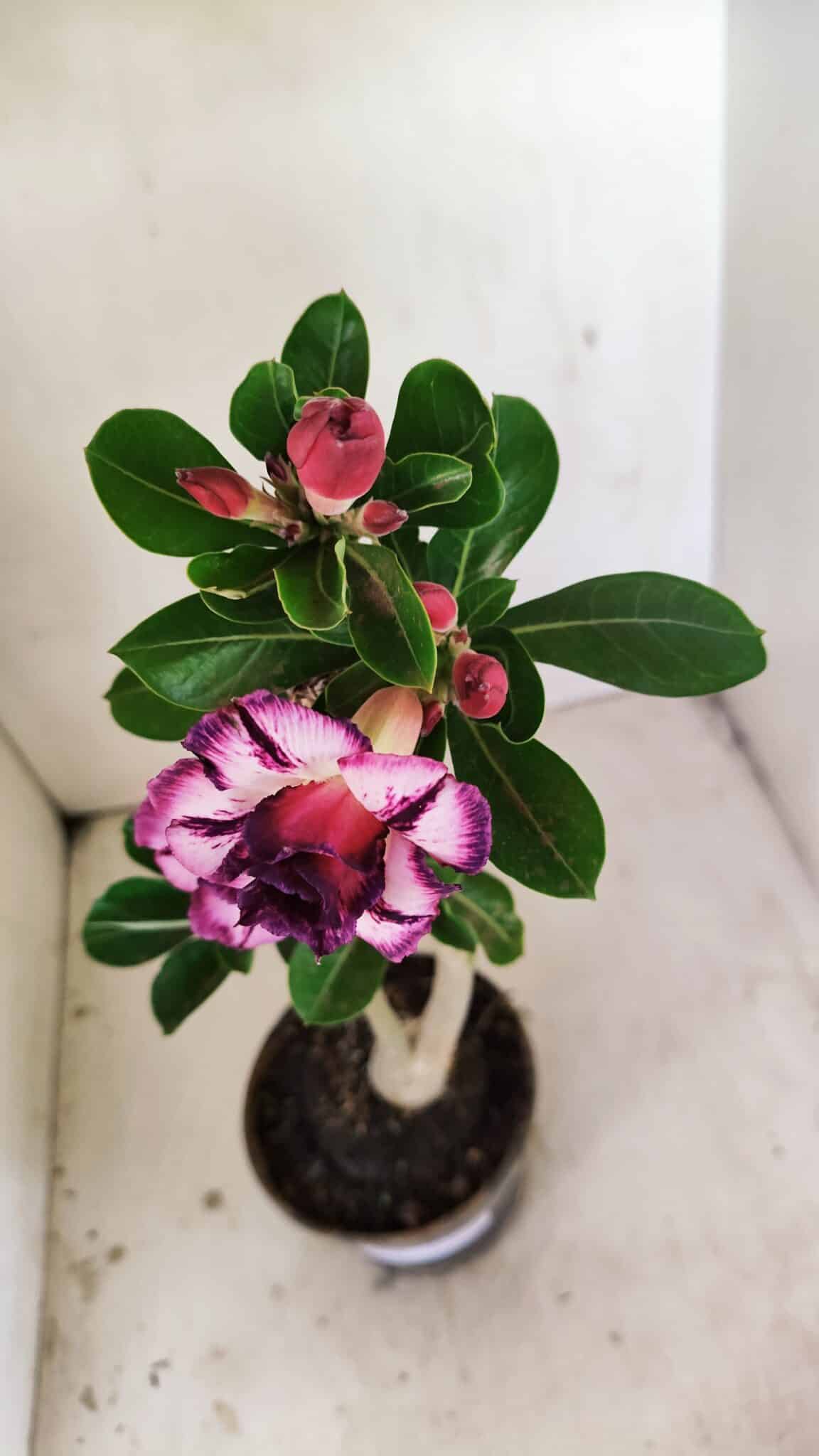 Planta Dobrada 3498 – 35cm – 03 anos - foto 4