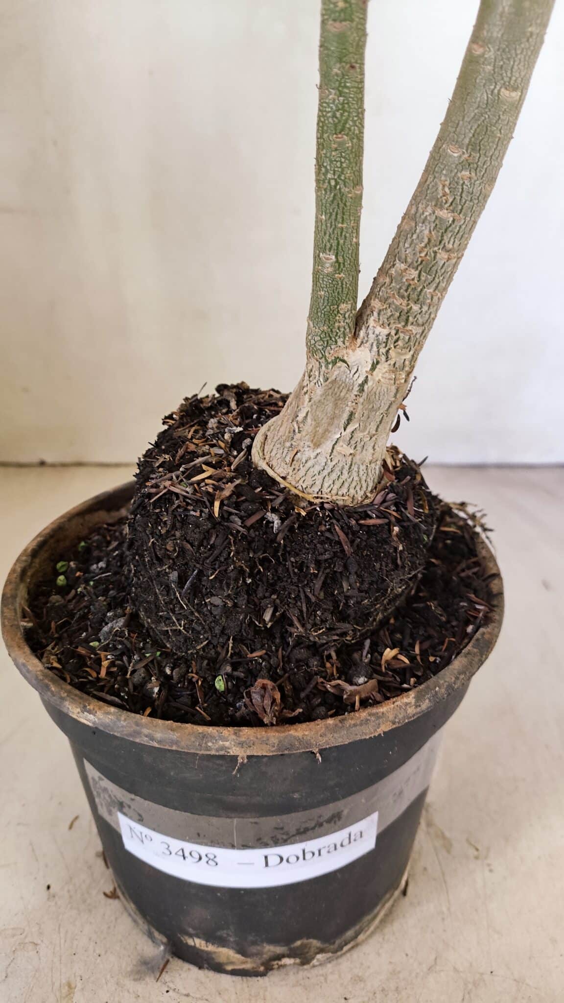 Planta Dobrada 3498 – 35cm – 03 anos - foto 7