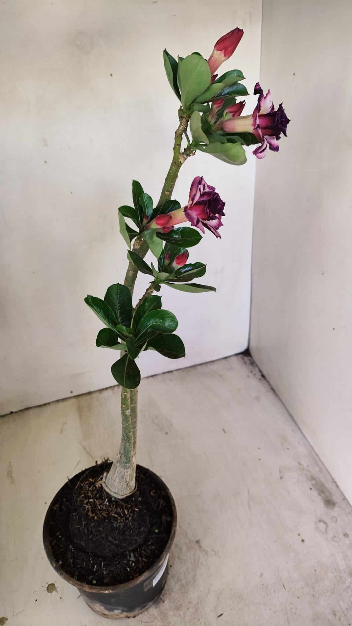 Planta Dobrada 3498 – 35cm – 03 anos - foto 6