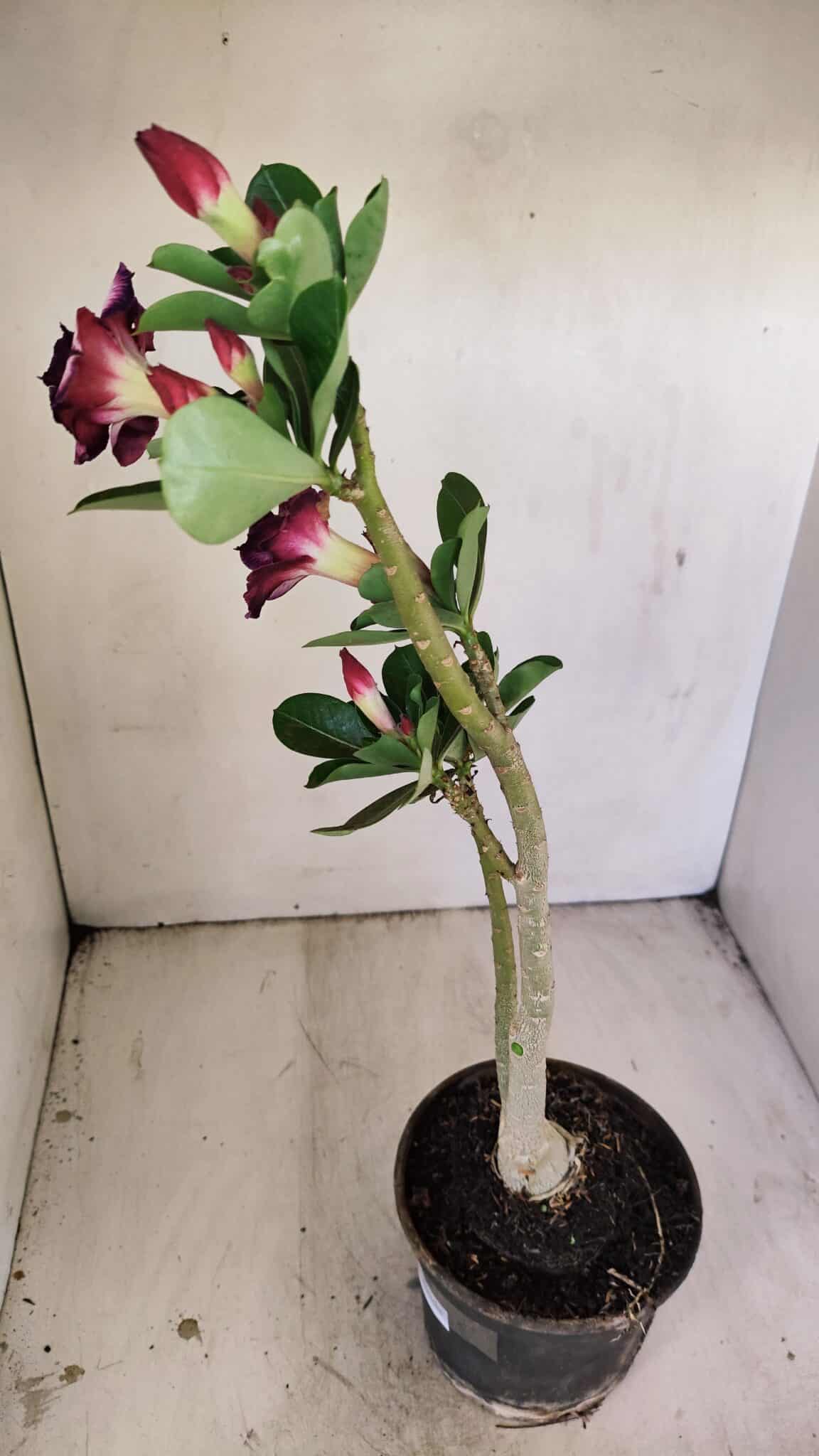 Planta Dobrada 3498 – 35cm – 03 anos - foto 5