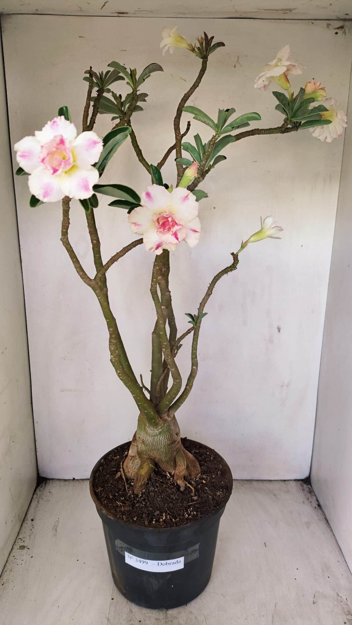Planta Dobrada 3499 – 60cm – 05 anos - foto 2
