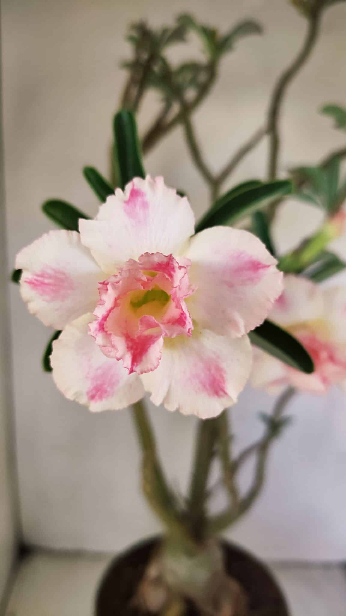 Planta Dobrada 3499 – 60cm – 05 anos - foto 3