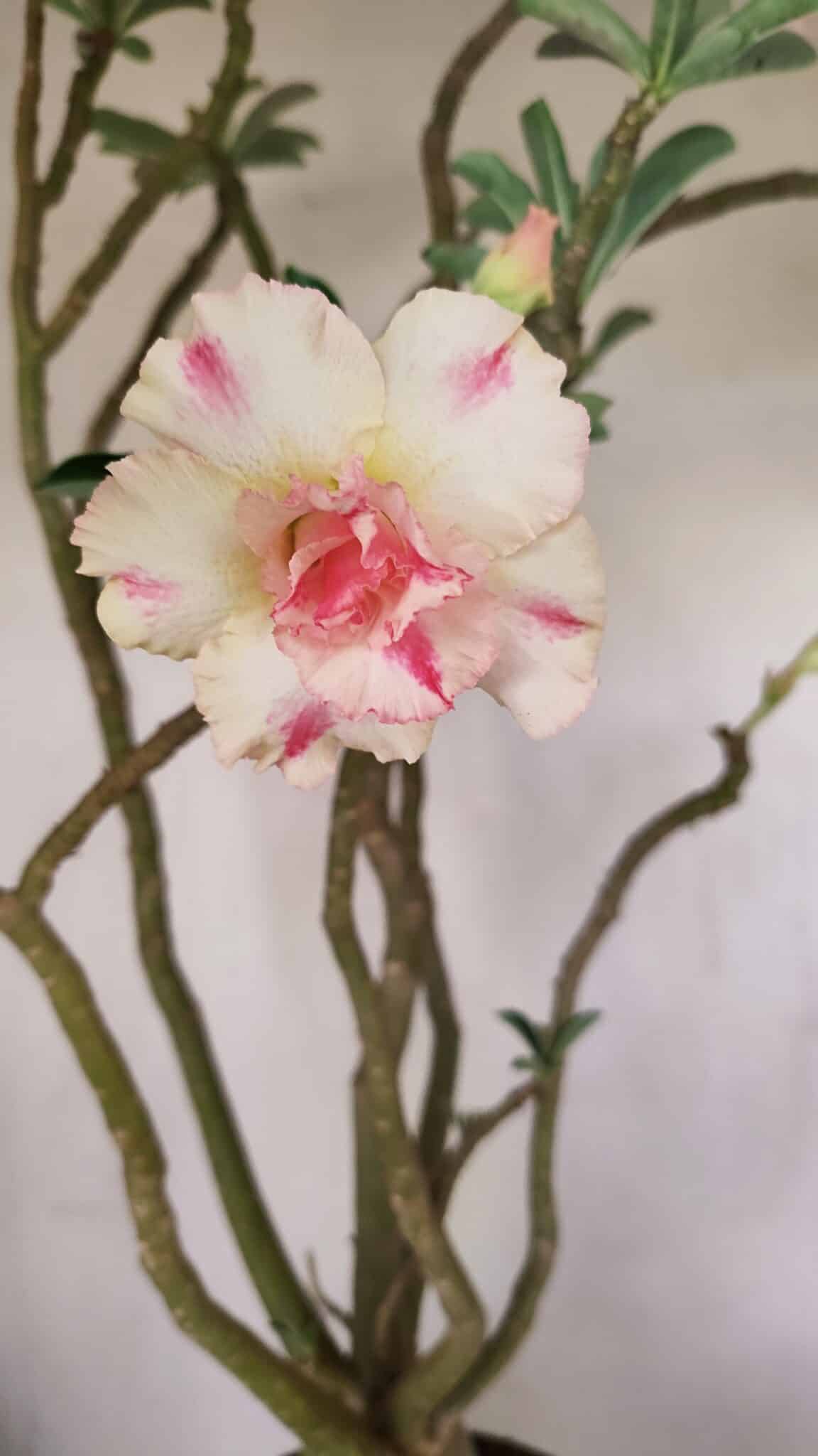 Planta Dobrada 3499 – 60cm – 05 anos - foto 5