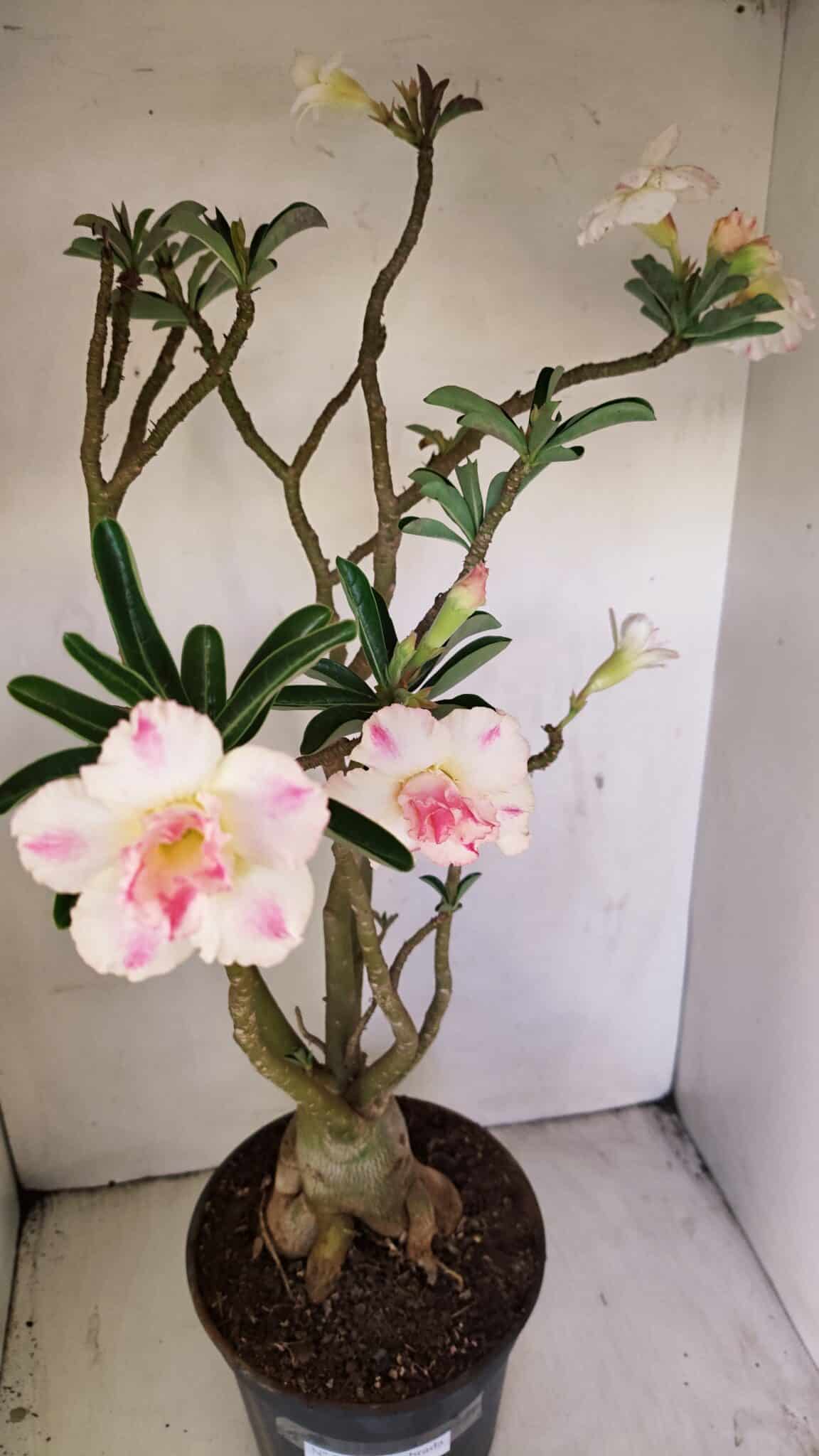Planta Dobrada 3499 – 60cm – 05 anos - foto 4