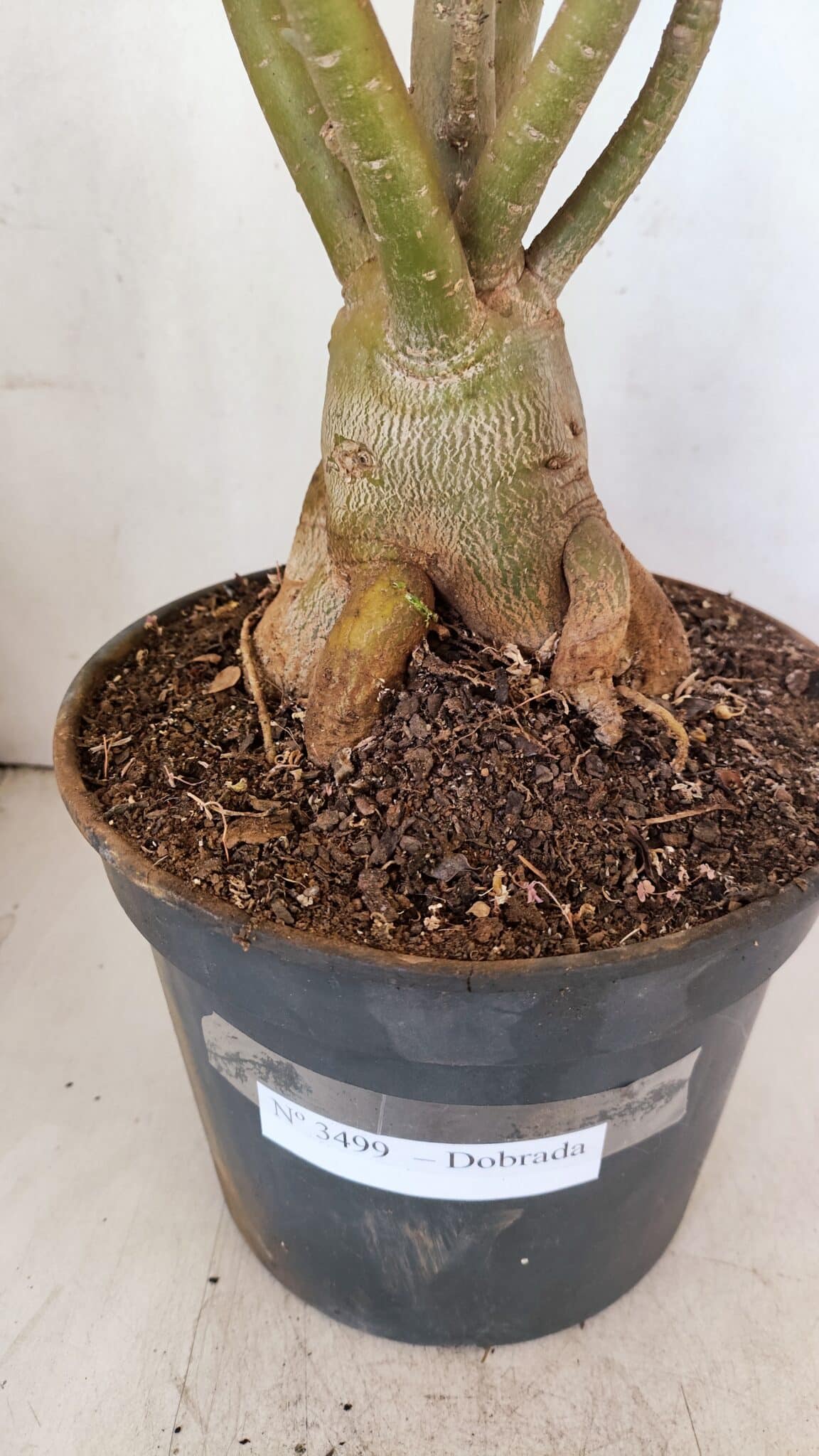 Planta Dobrada 3499 – 60cm – 05 anos - foto 8