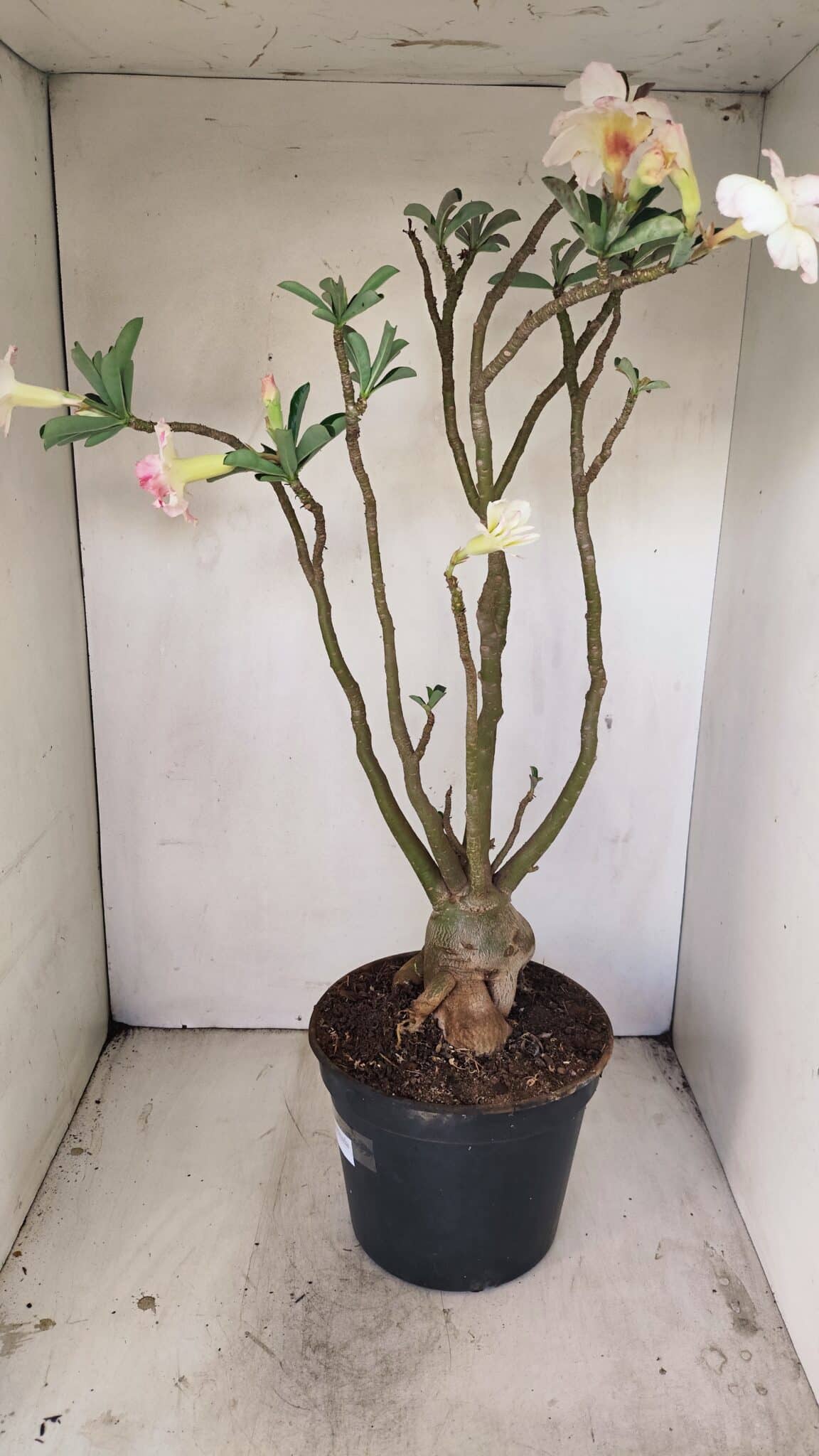 Planta Dobrada 3499 – 60cm – 05 anos - foto 7