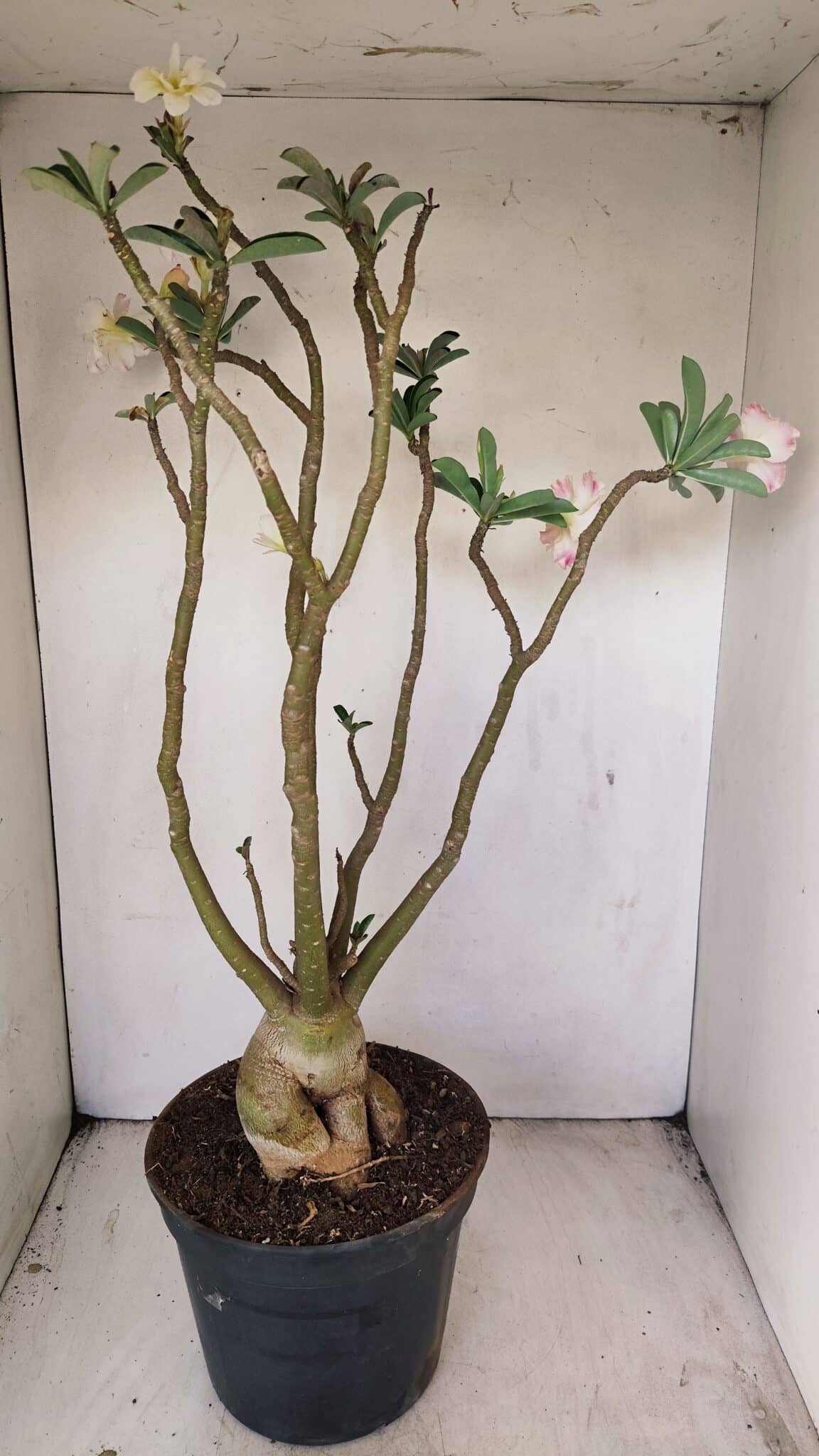Planta Dobrada 3499 – 60cm – 05 anos - foto 6